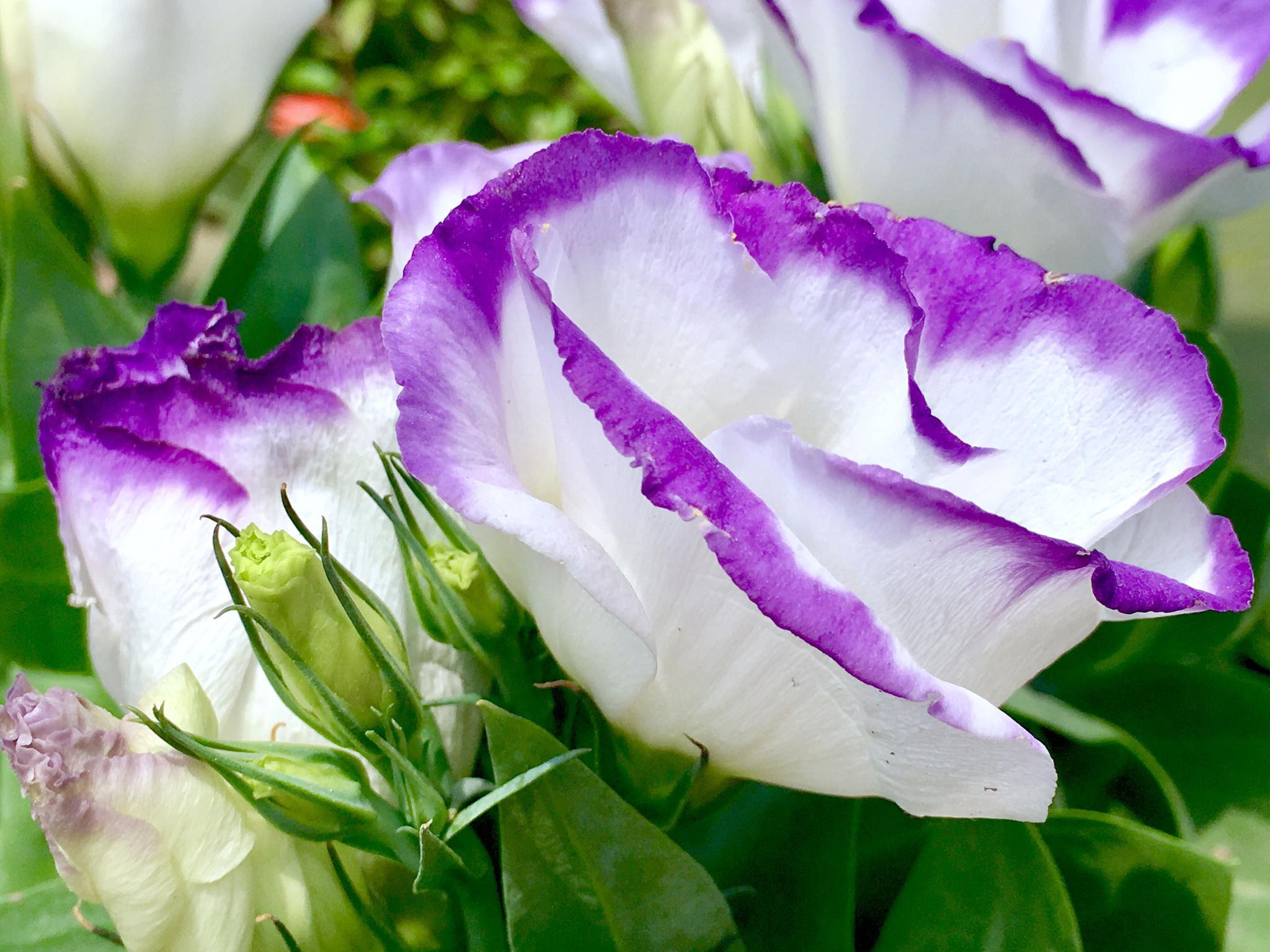 花卉摄影洋桔梗花