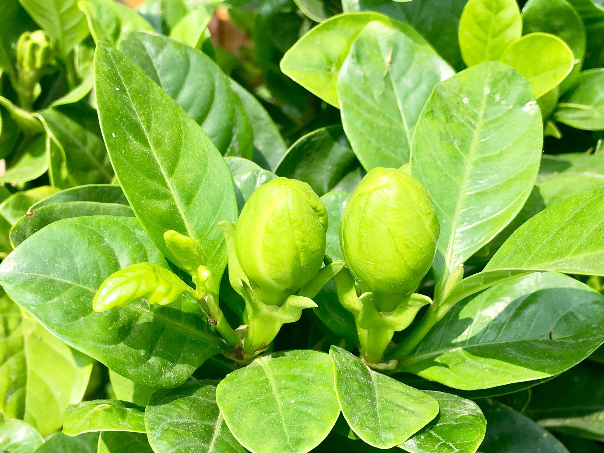 花卉摄影·栀子花