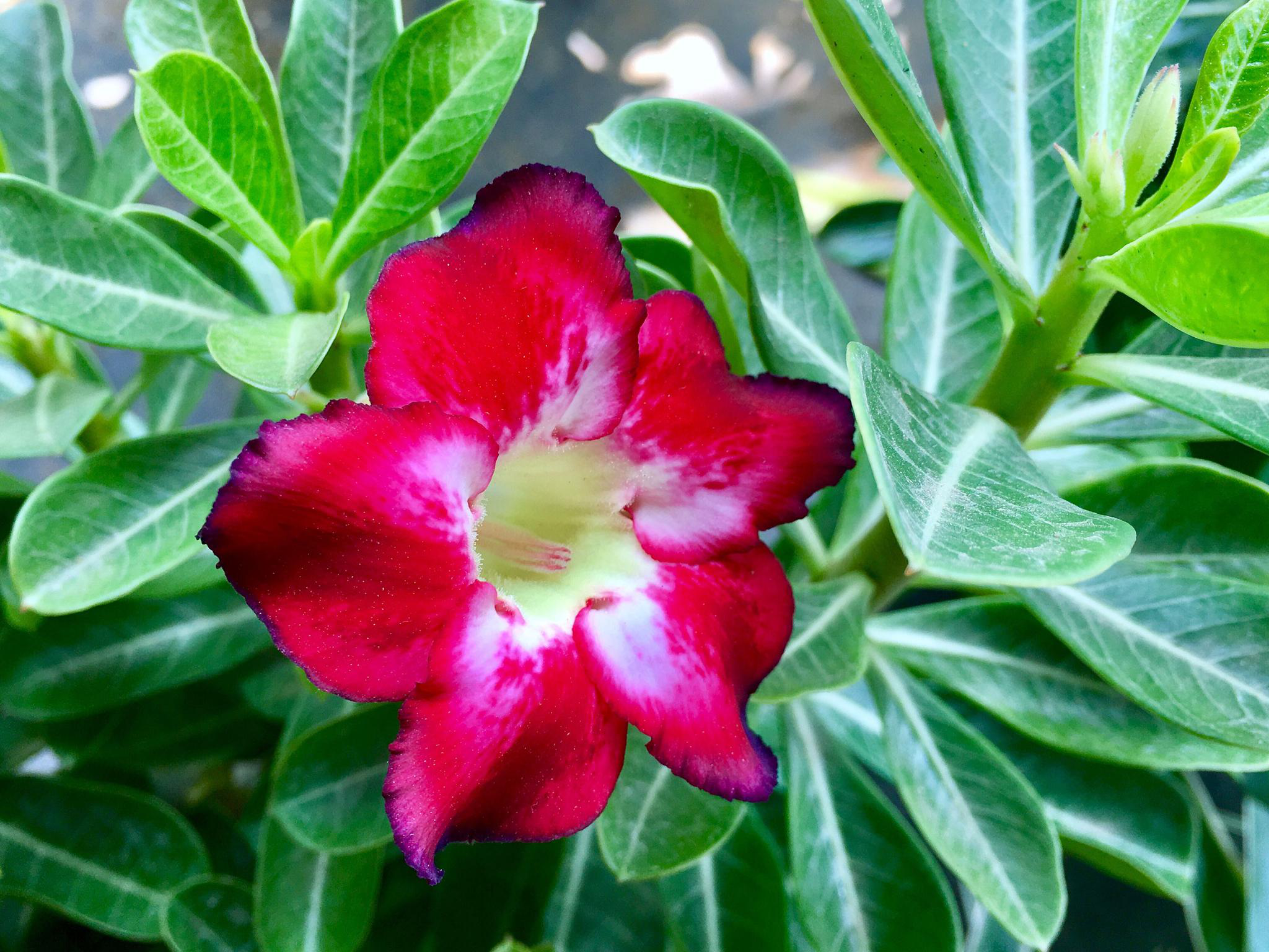 花卉摄影·沙漠玫瑰