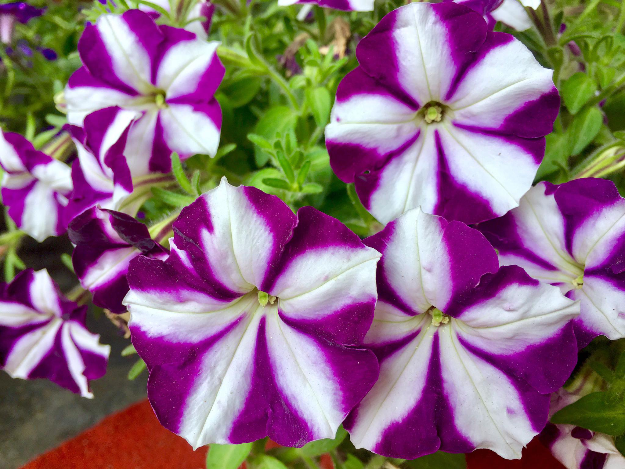 千姿百态矮牵牛·花