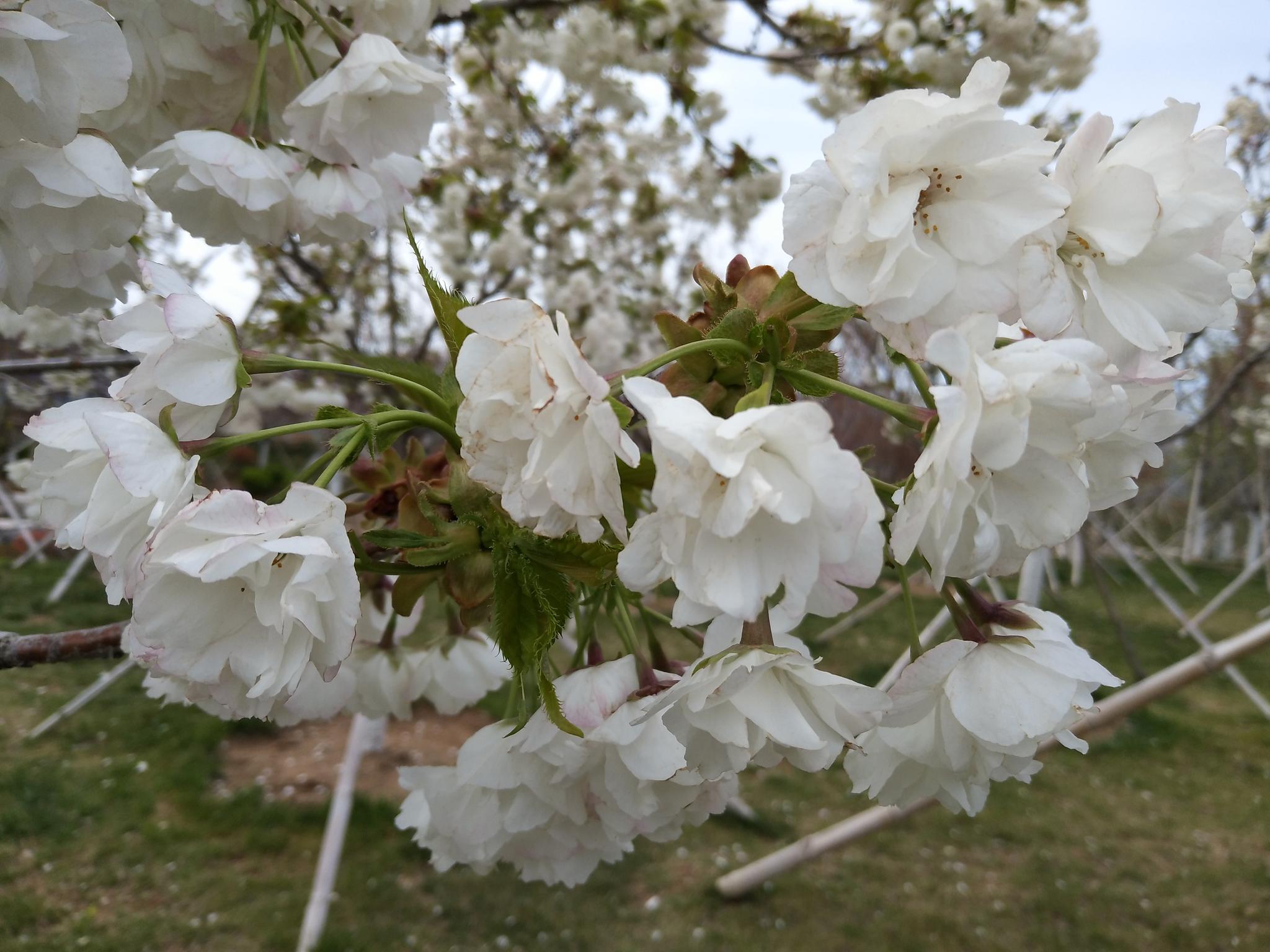 这种白樱花,既娇美又散发着淡淡的香味