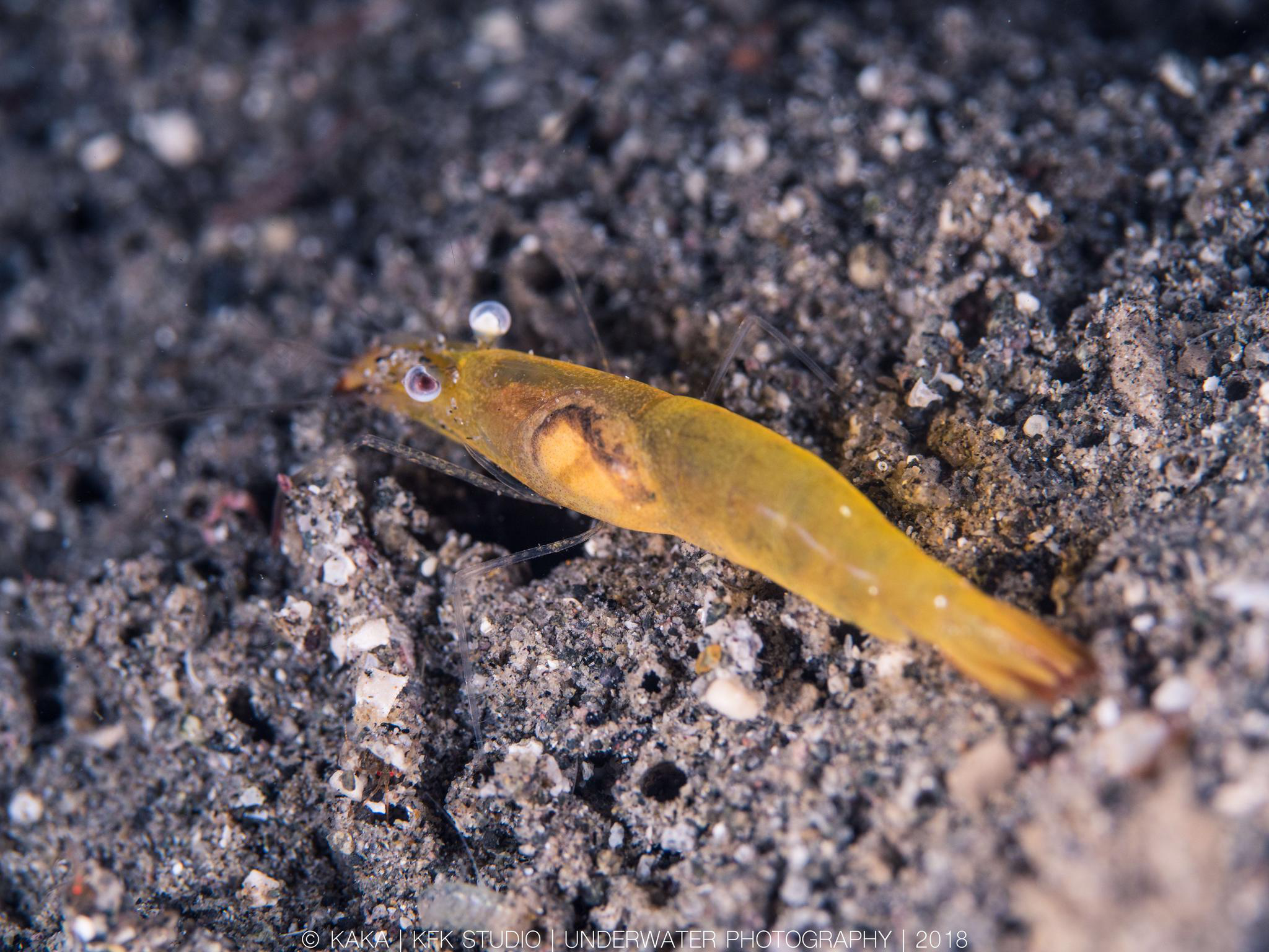 如果你是夏夜的烟火,那夜晚的海底就是璀璨的明珠～ 墨鱼幼体,骷髅虾