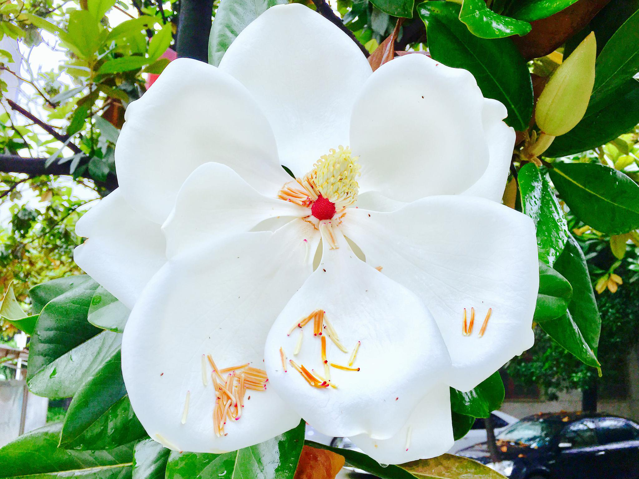 洁白而硕大的花广玉兰