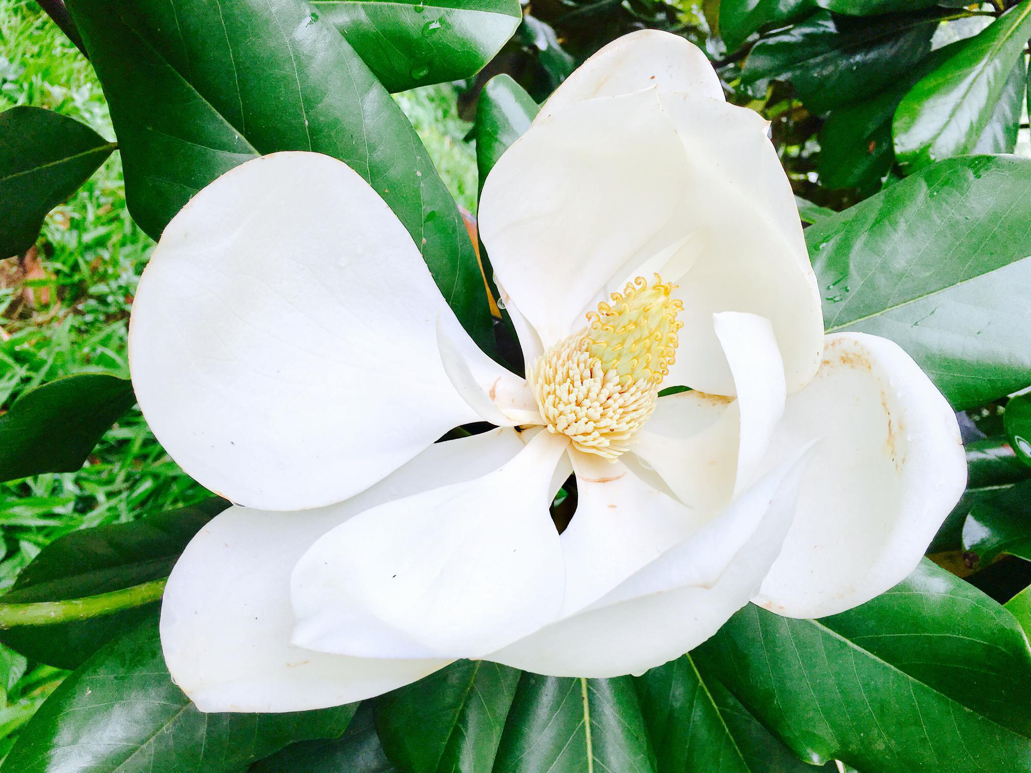 洁白而硕大的花广玉兰