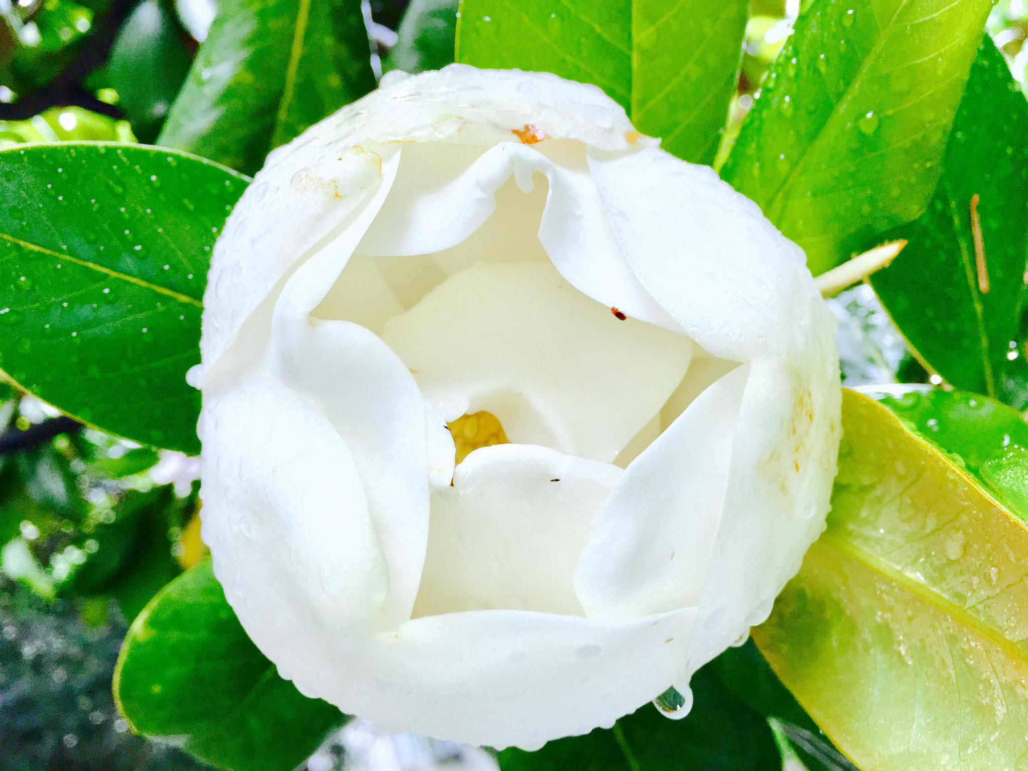 洁白而硕大的花广玉兰