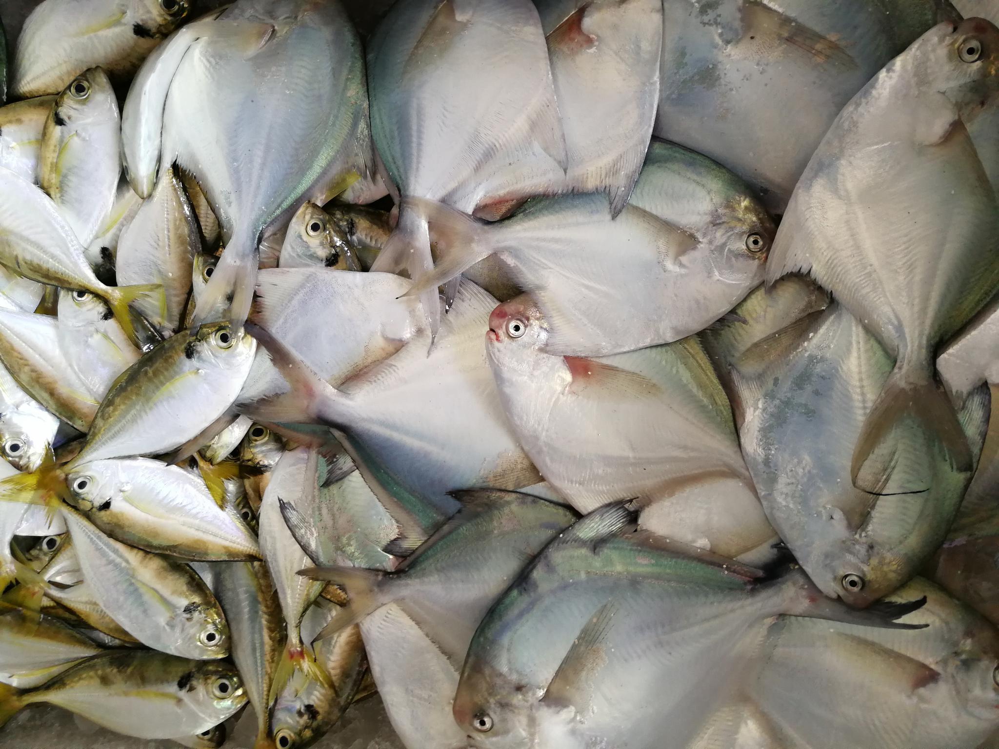 《吴川吴阳海鲜》吴阳属三江汇流口,海产品丰富味鲜