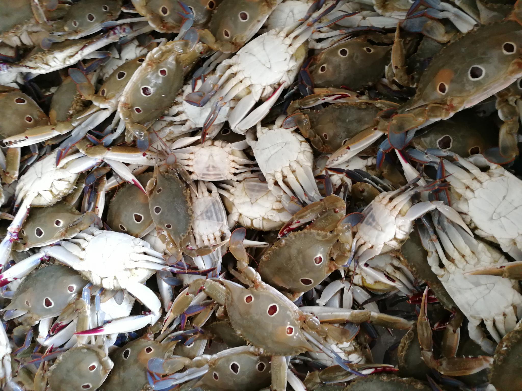 《吴川吴阳海鲜》吴阳属三江汇流口,海产品丰富味鲜