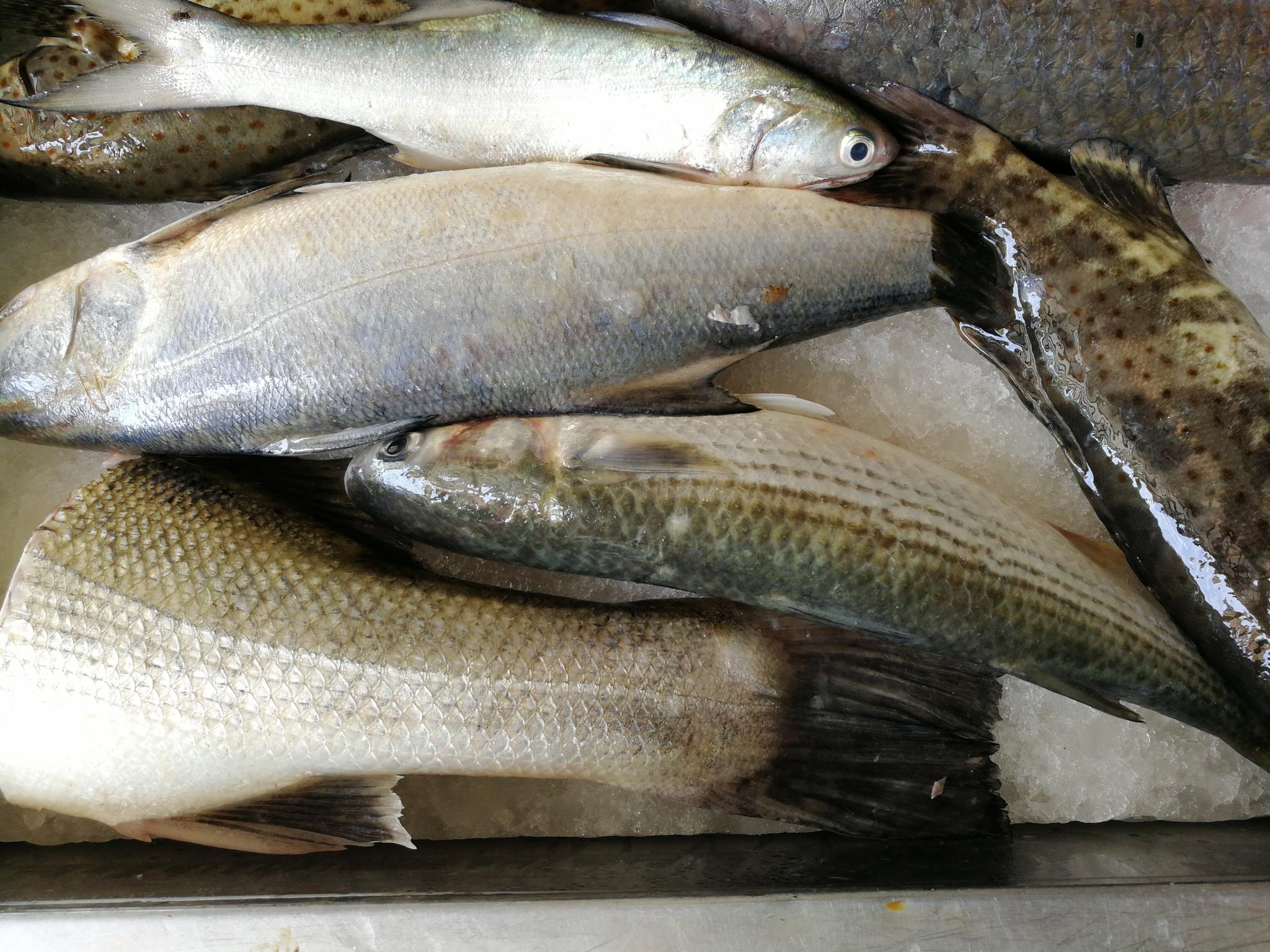 《吴川吴阳海鲜》吴阳属三江汇流口,海产品丰富味鲜