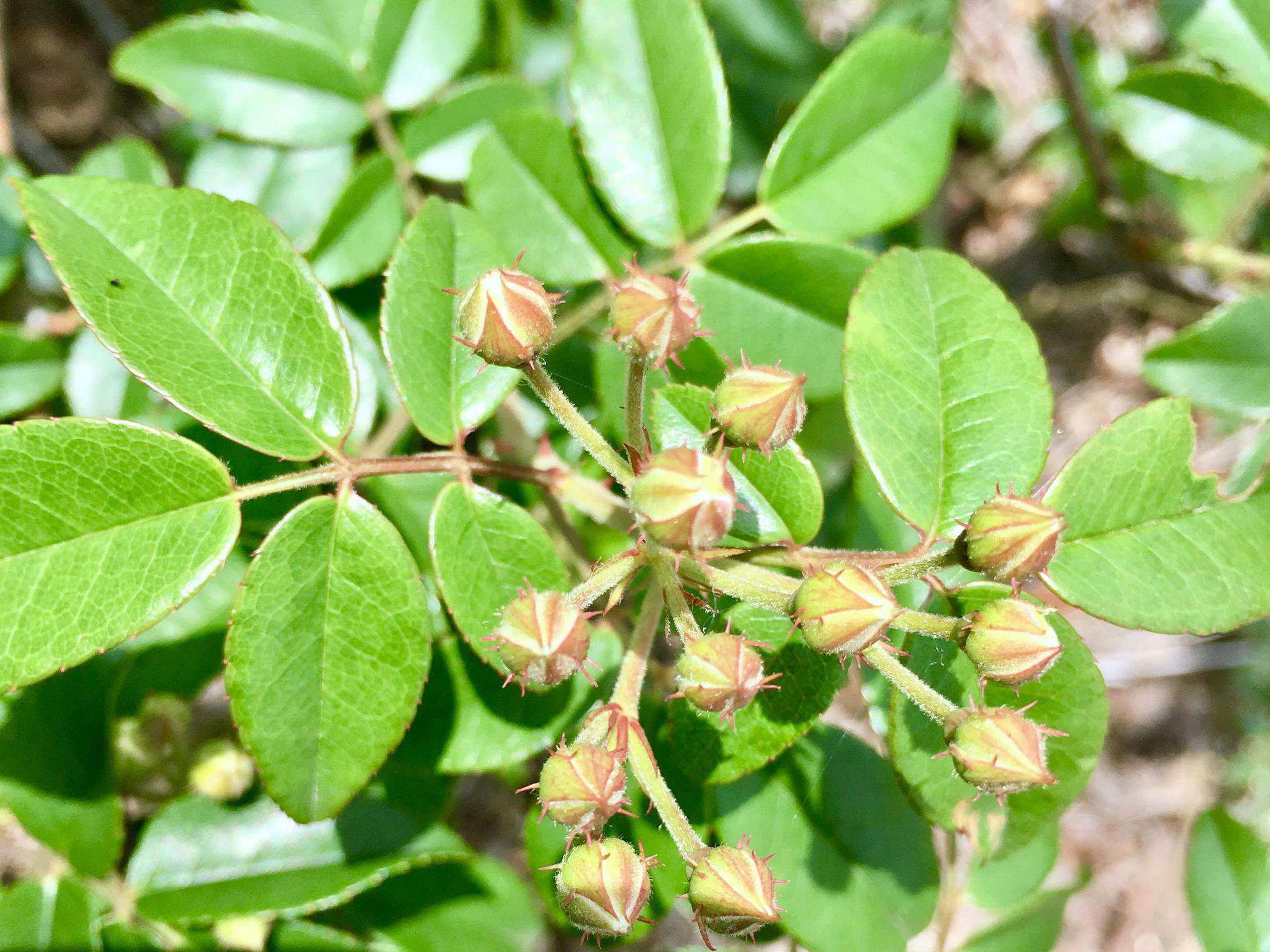 小果蔷薇花香野生