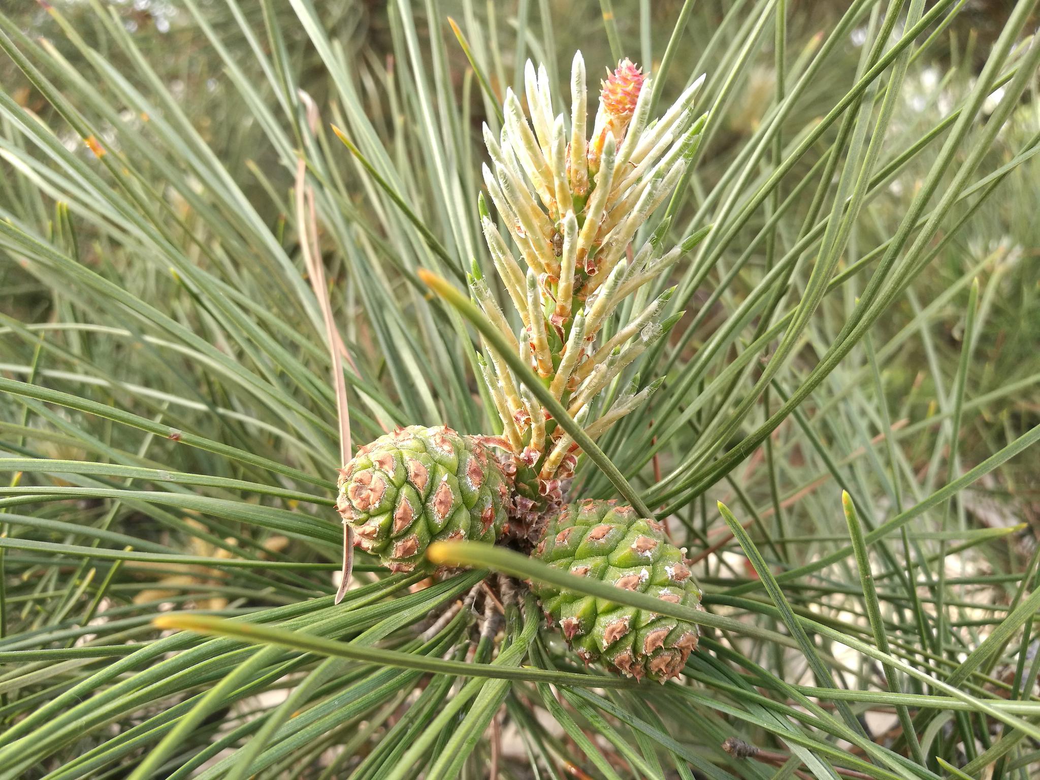 漂亮的松花|松花_新浪新闻
