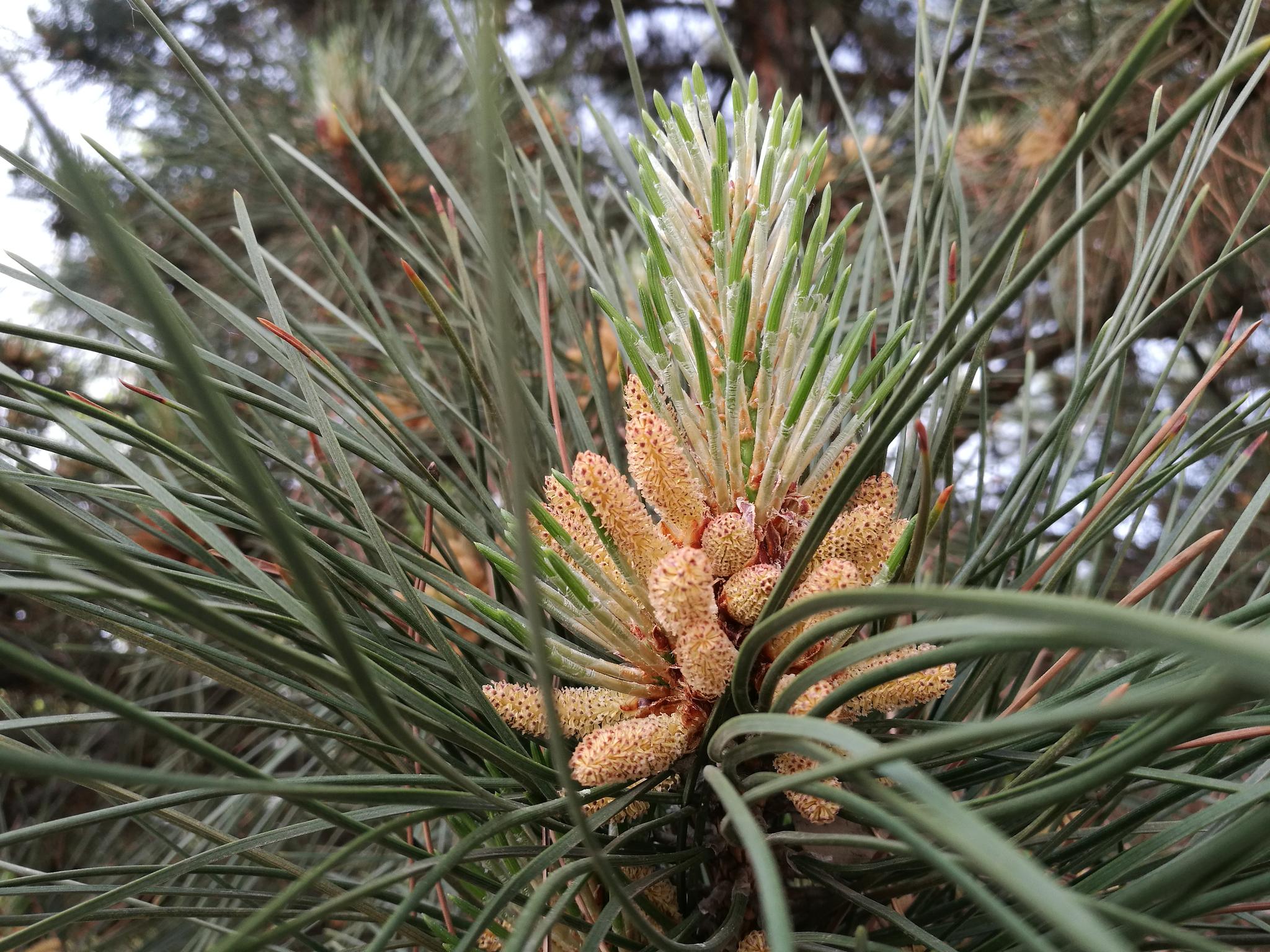 漂亮的松花|松花_新浪新闻
