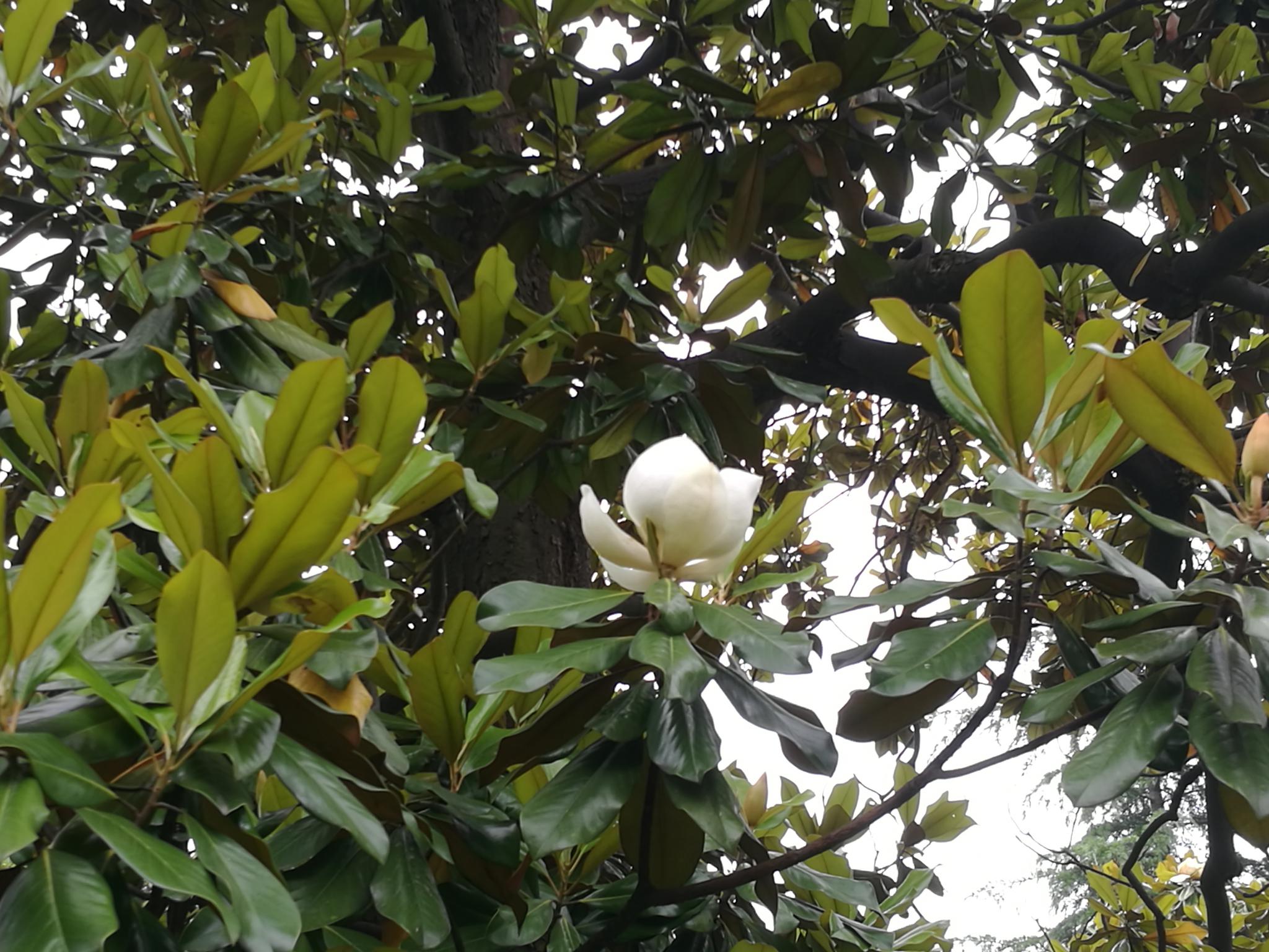 初夏时节广玉兰盛开的时节