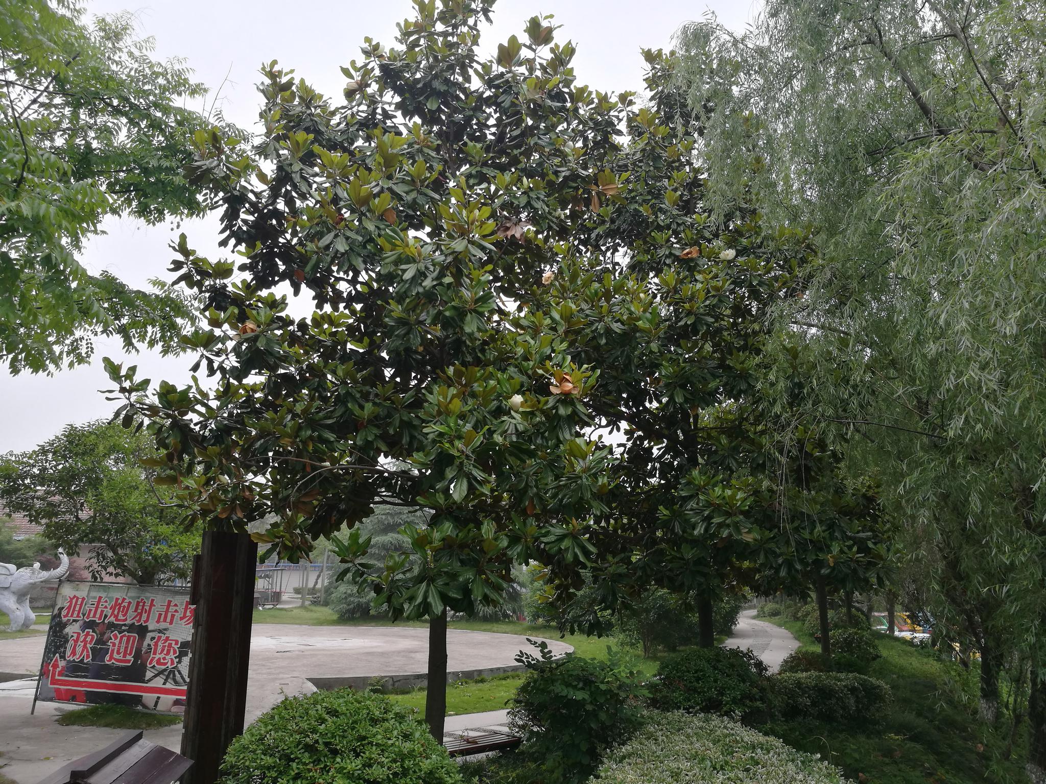 初夏时节广玉兰盛开的时节