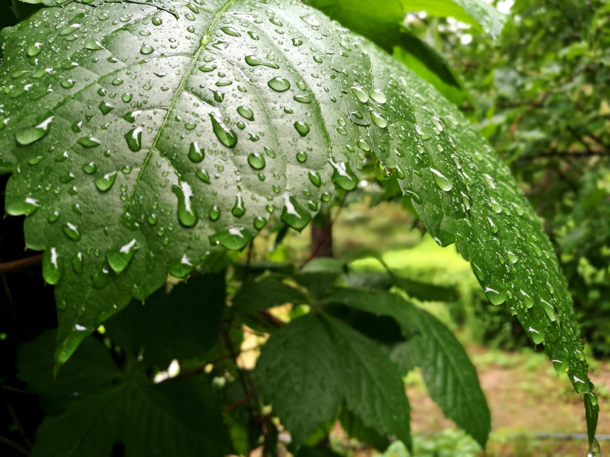 雨後嫩綠新芽