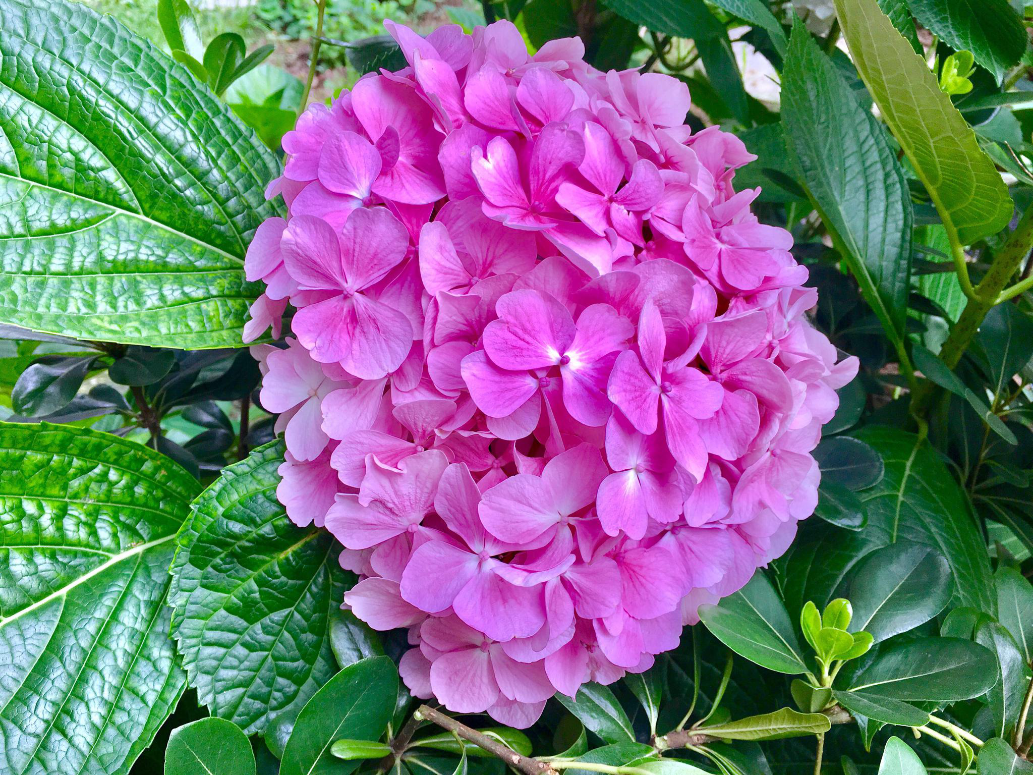 绣球花别名八仙花紫绣球粉团花