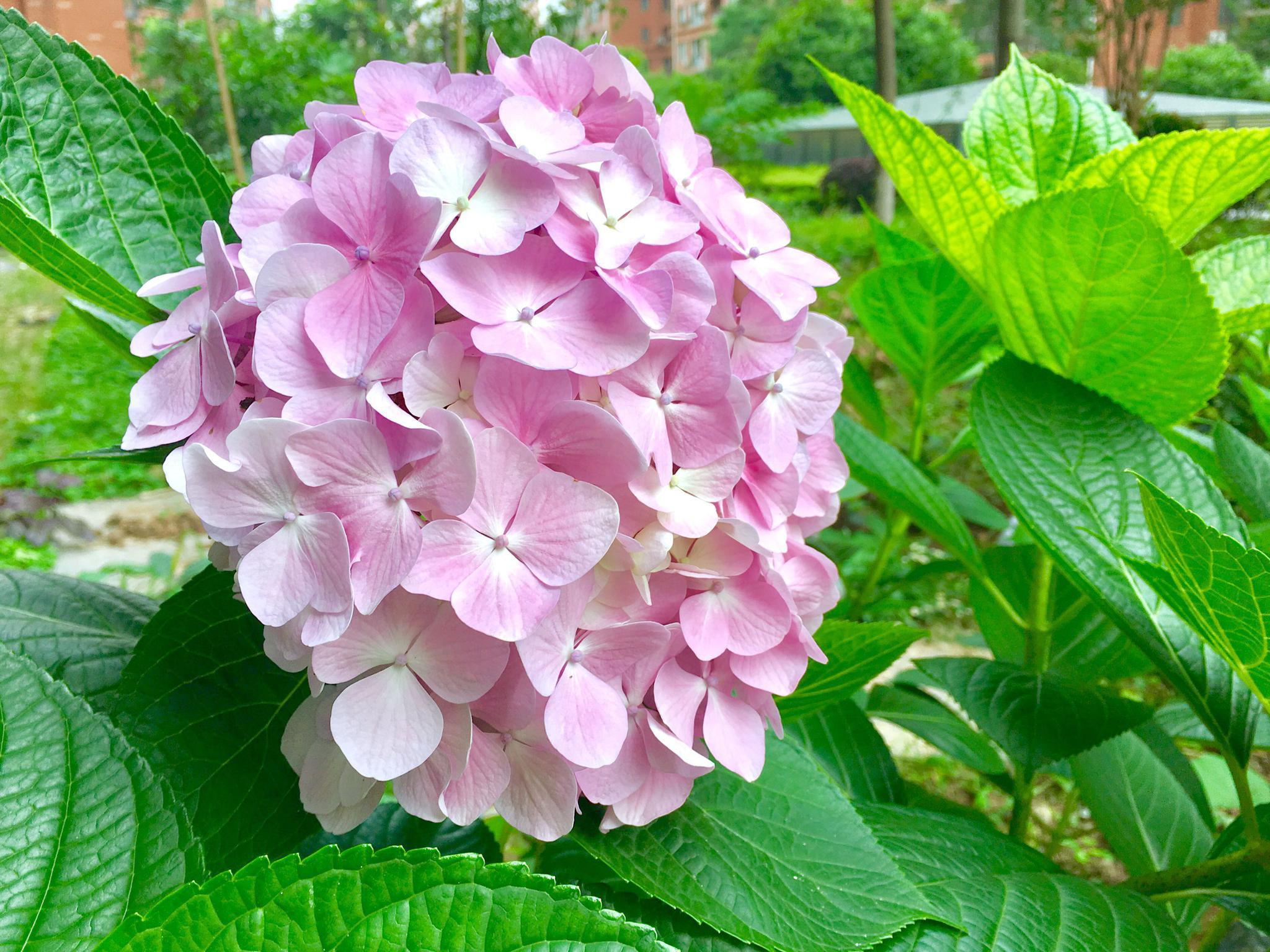 绣球花别名八仙花紫绣球粉团花
