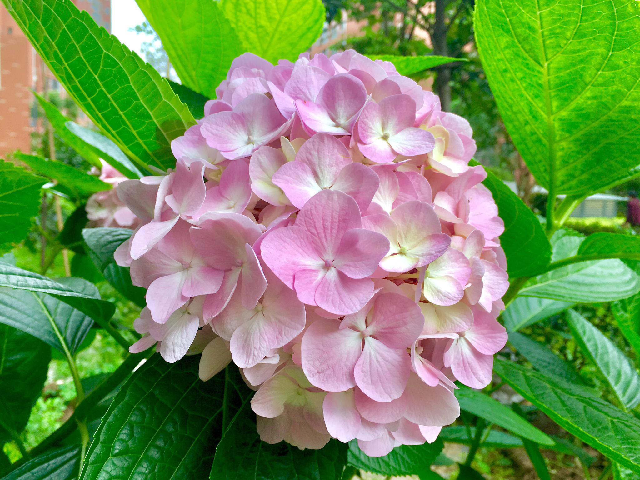 绣球花别名八仙花紫绣球粉团花
