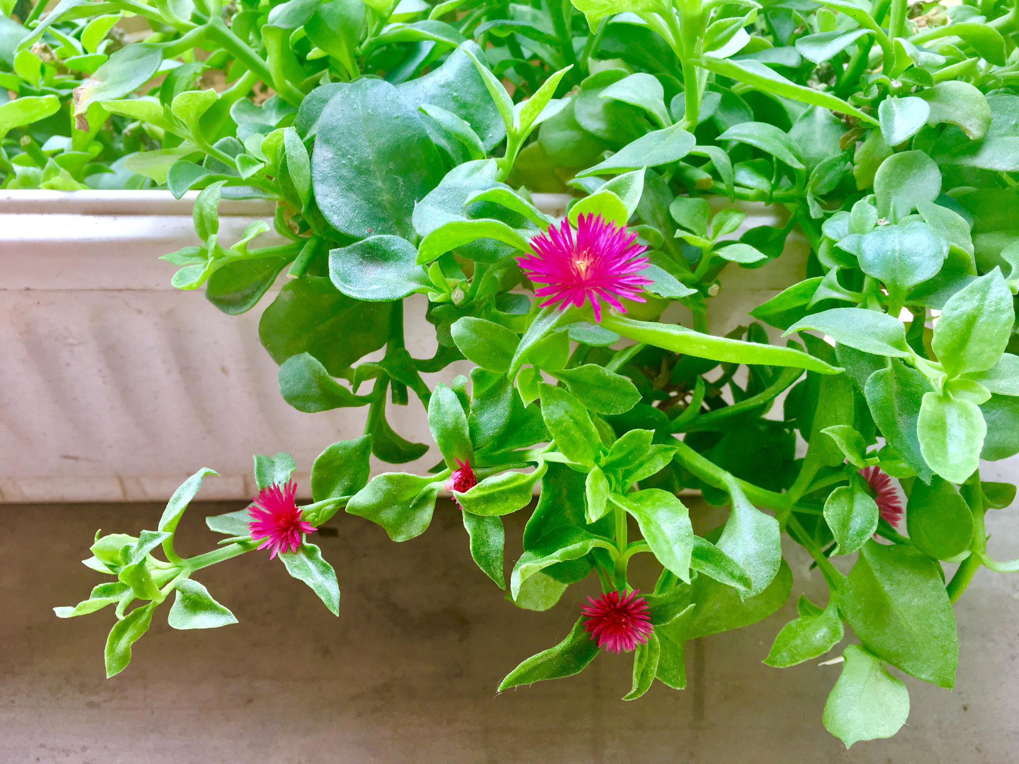 美丽的小花心叶日中花巴西吊兰食用穿心莲