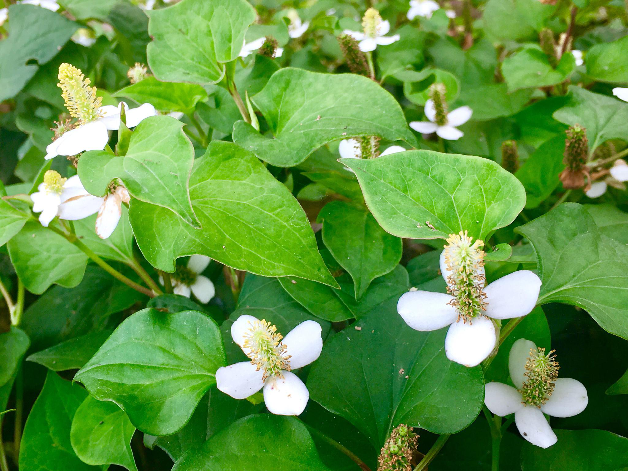 鱼腥草花与叶其根茎为云贵地区叫折耳根的菜