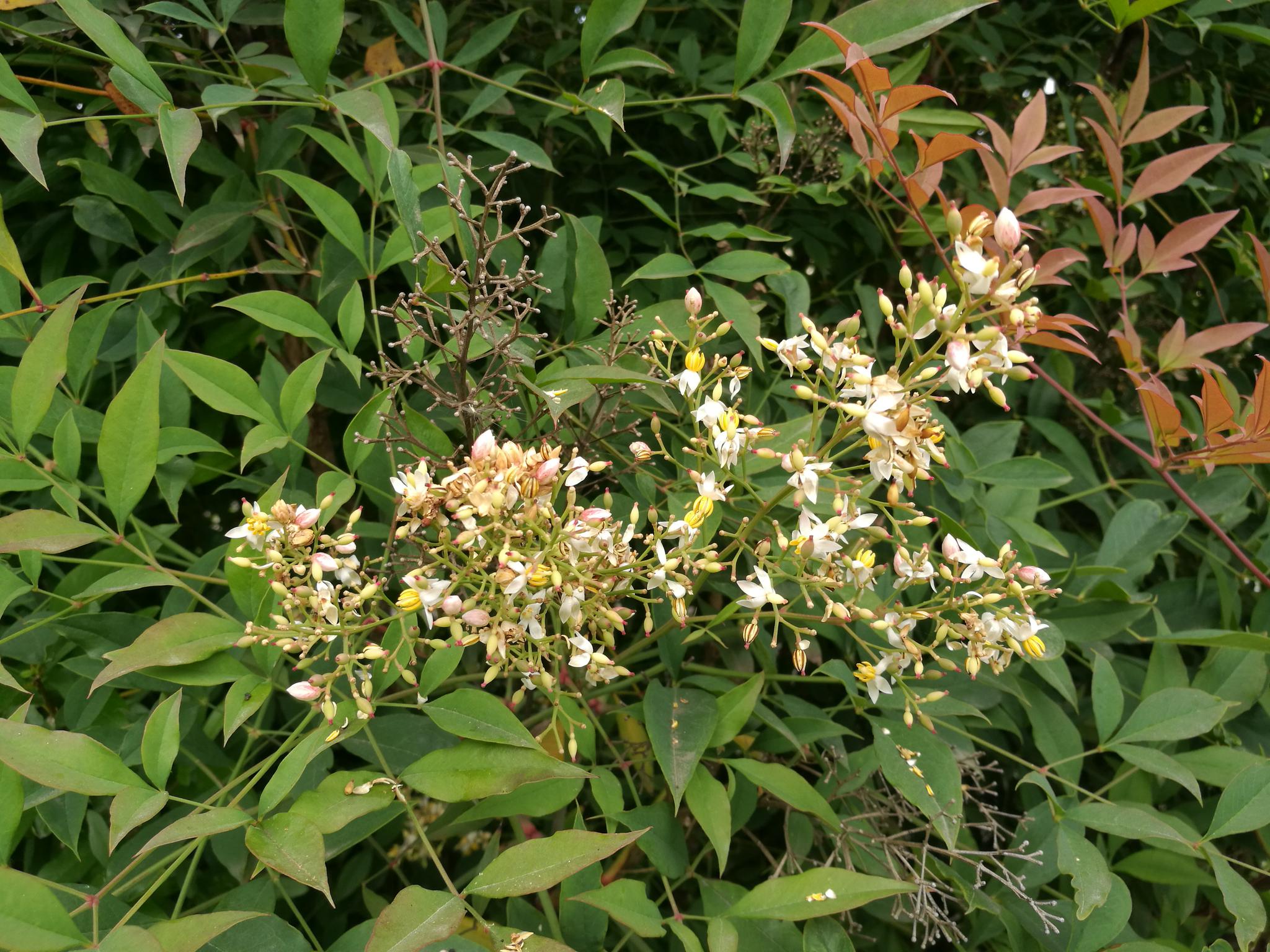 初夏时节天竺花开