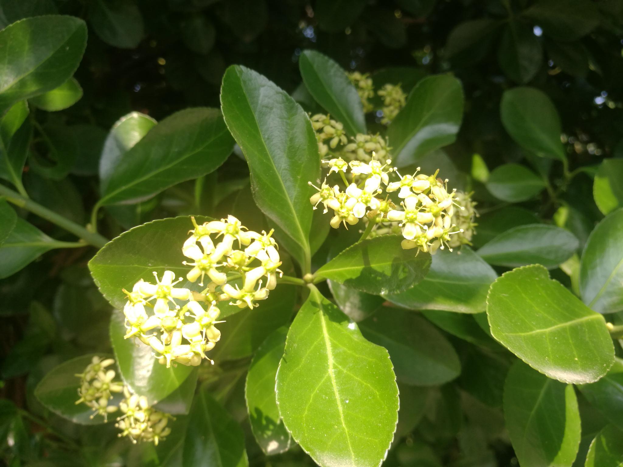 雉水六月青梨花开