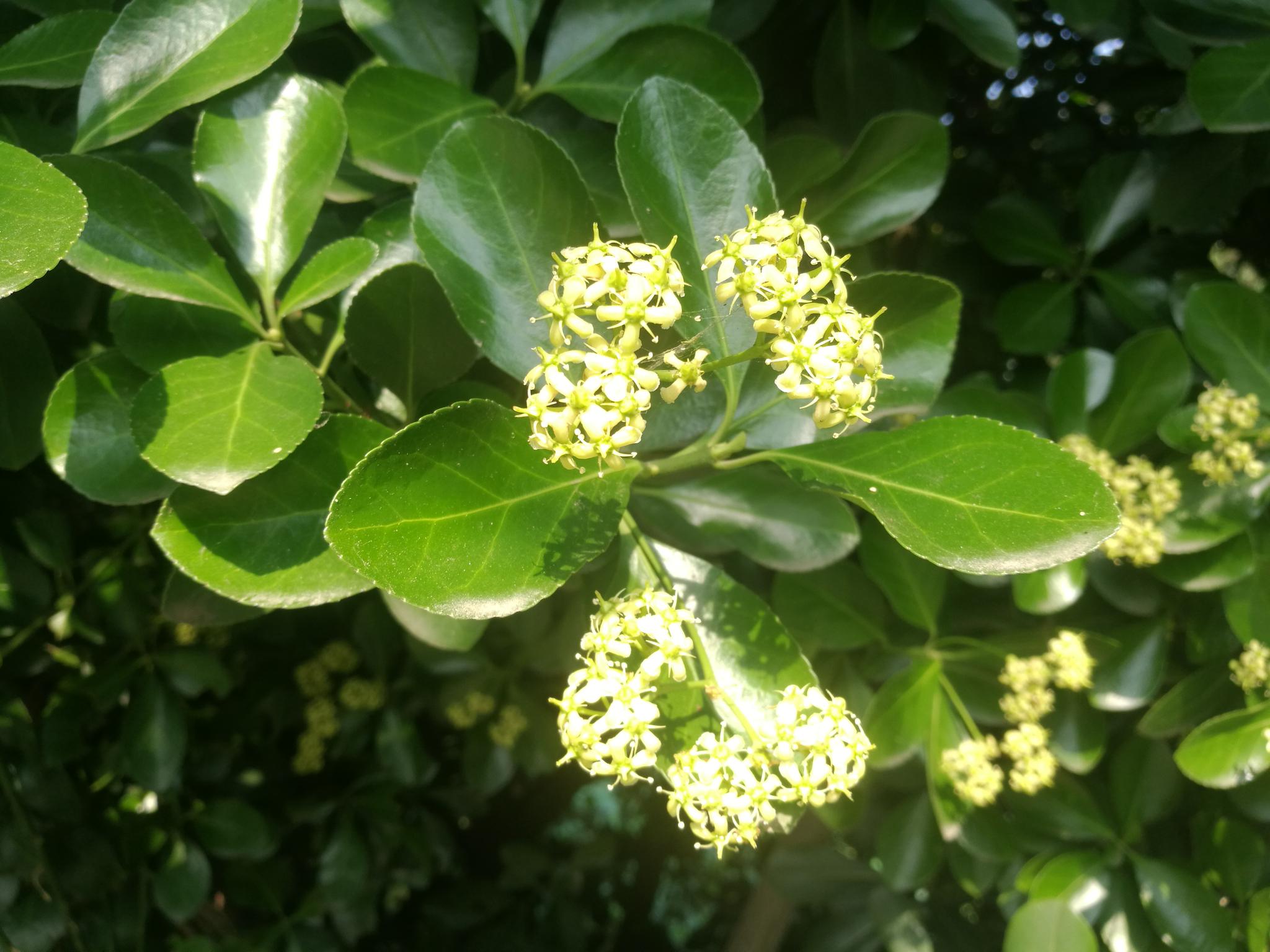 雉水六月青梨花开