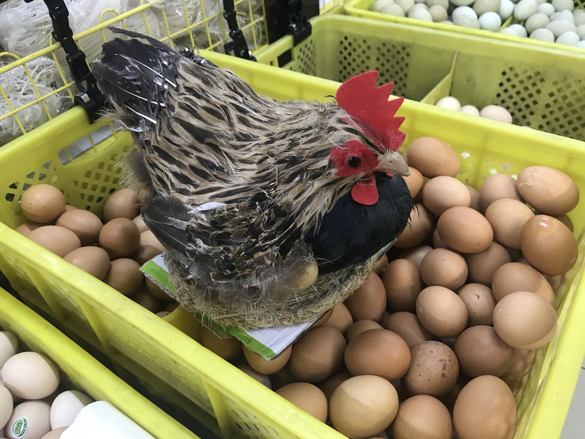 "母鸡"现身商场卖鸡蛋,顾客调侃"热乎的"