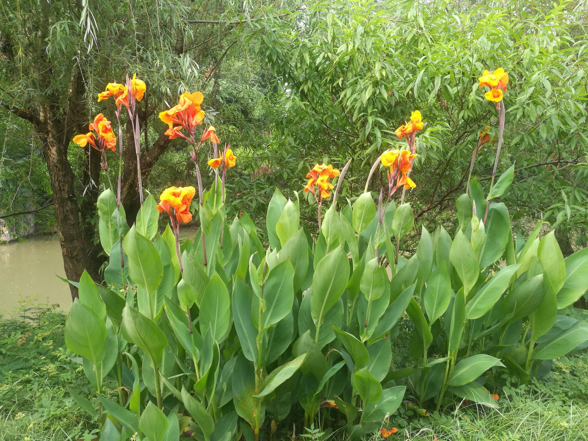 水绘园夏日美人蕉花开