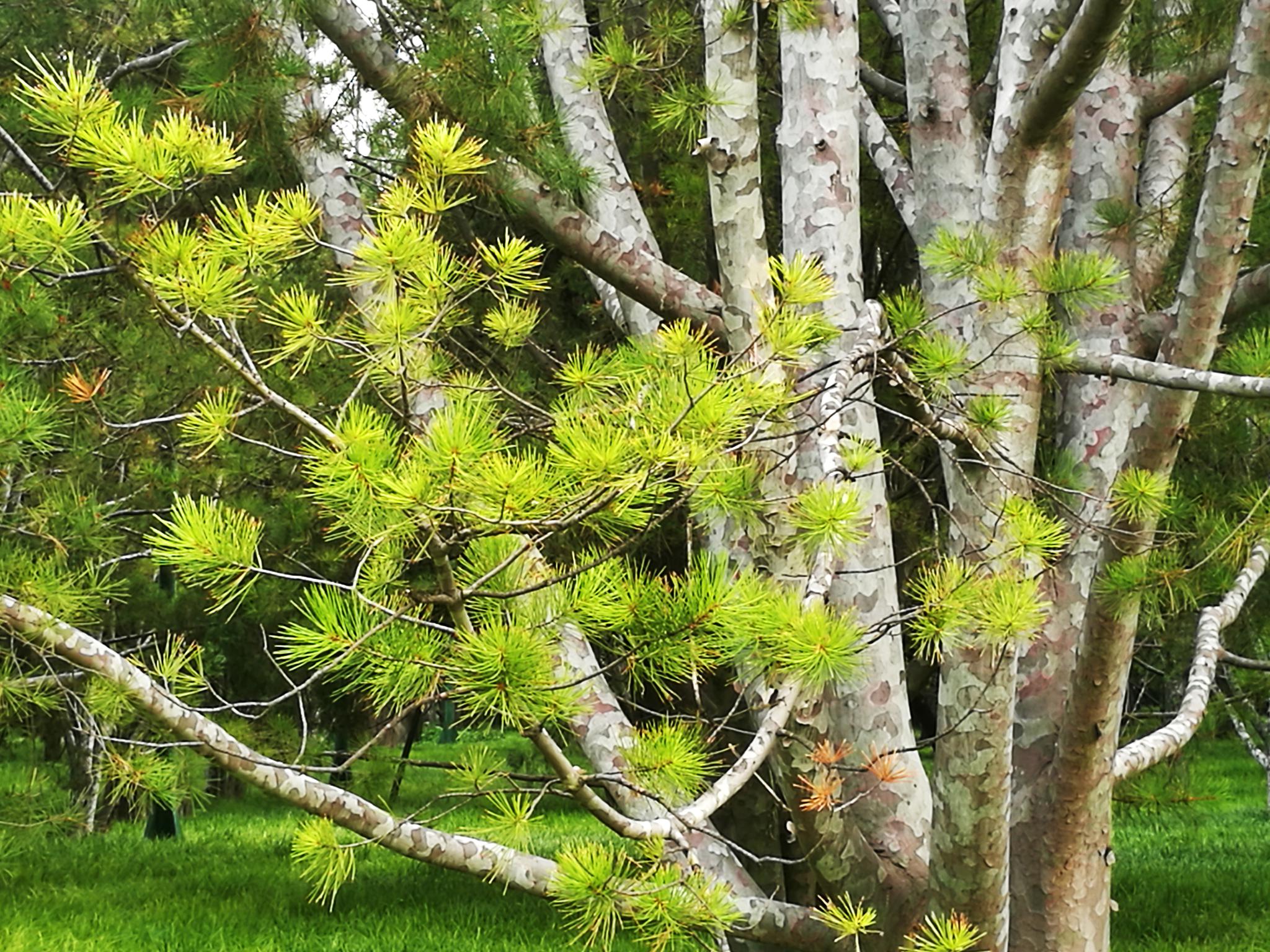 树枝美丽的白皮松