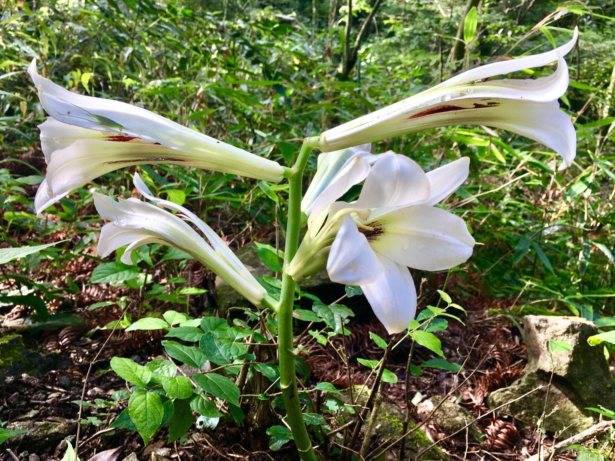 欧洲百合王子荞麦叶大百合