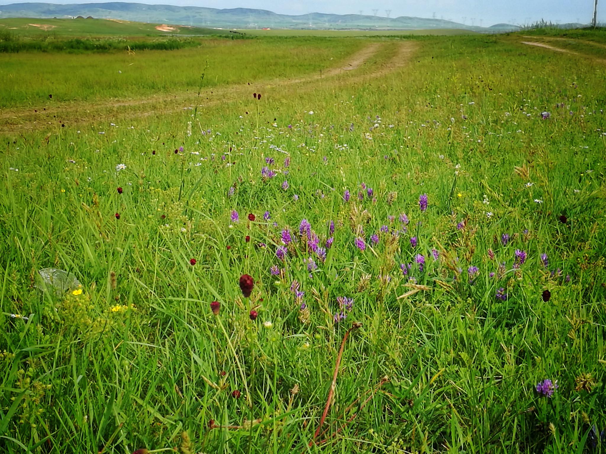 内蒙古草原牧场上小野花手机随拍