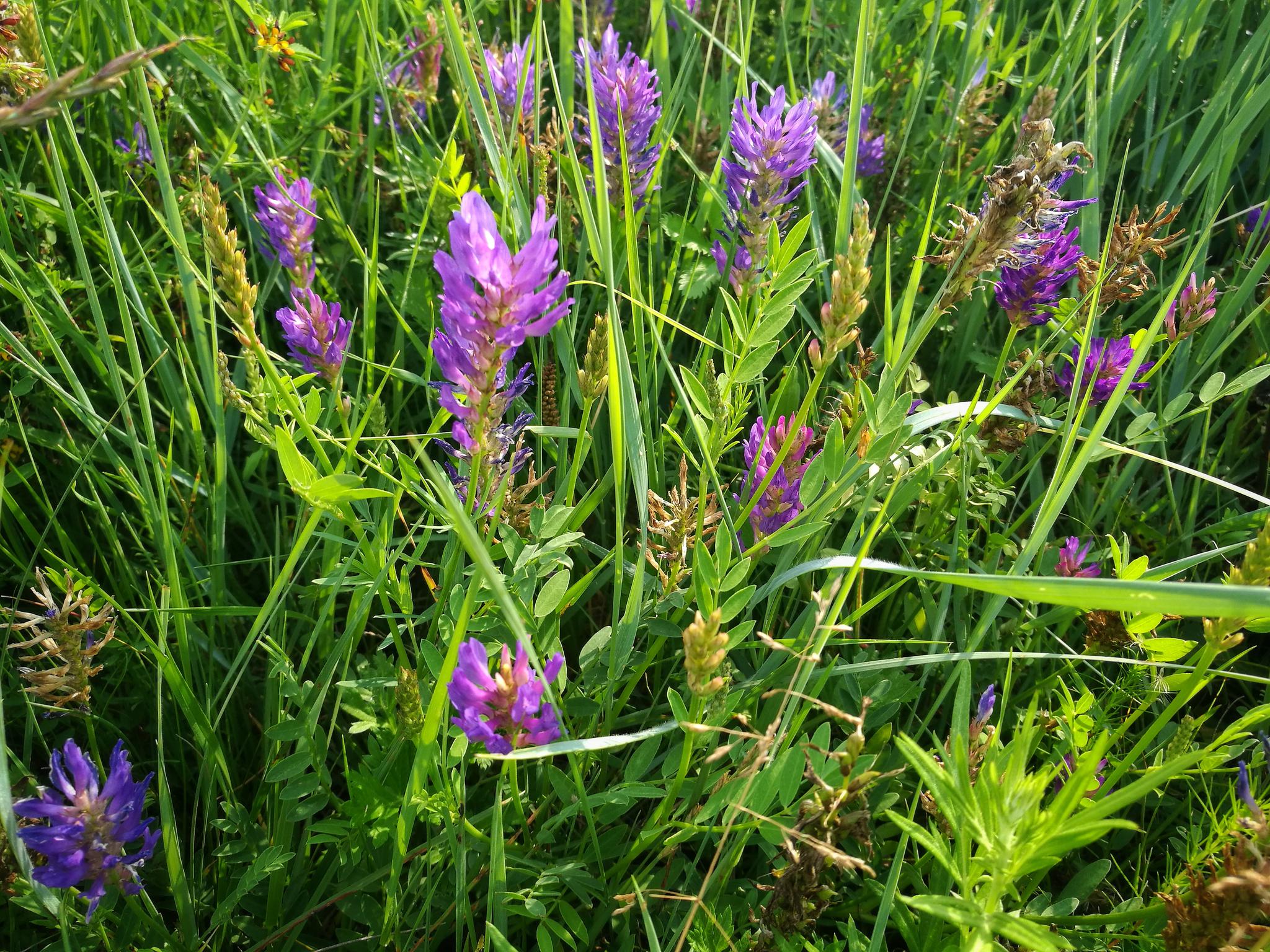 内蒙古草原牧场上小野花手机随拍