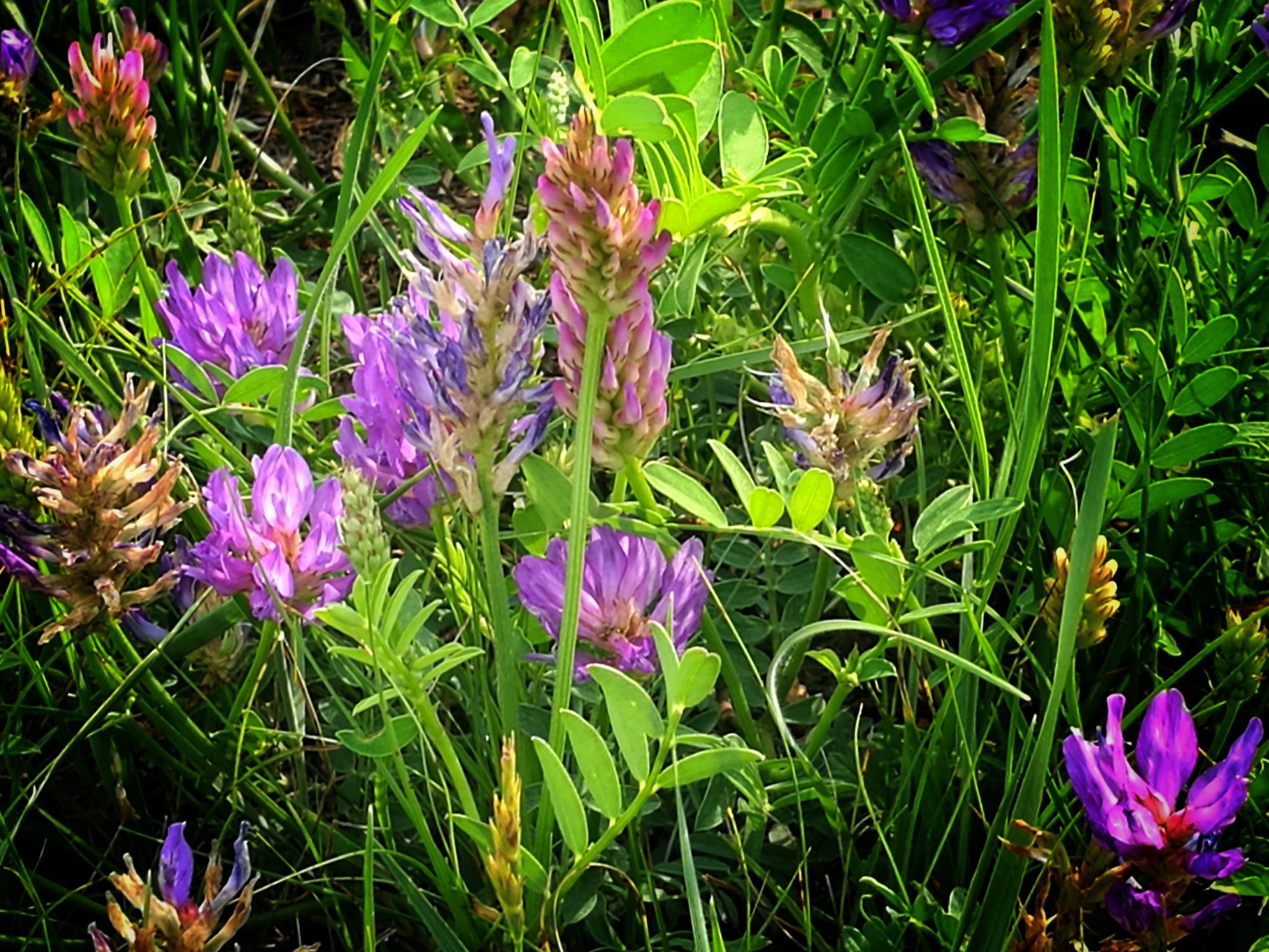 内蒙古上都蓝旗行草原牧场上的小野花