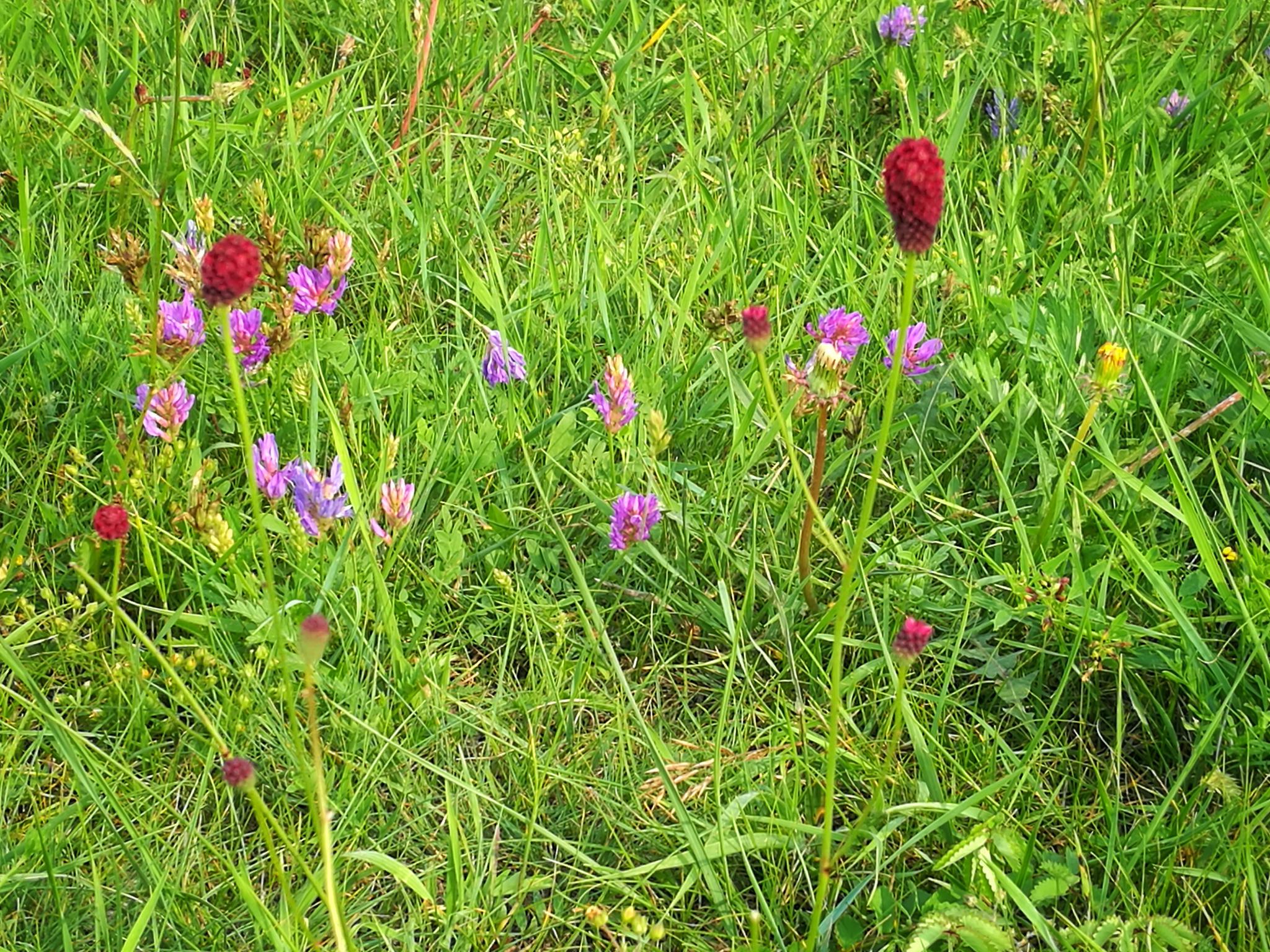 手机随拍内蒙古蓝旗草原牧场的小野花