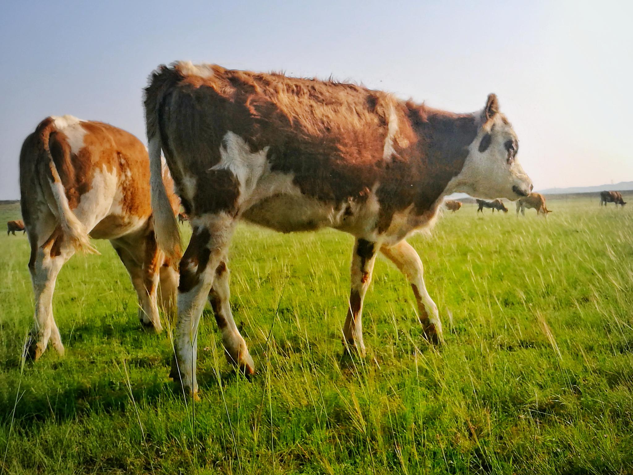 风吹草低见牛羊--摄于内蒙古上都蓝旗草原牧场_新浪看点