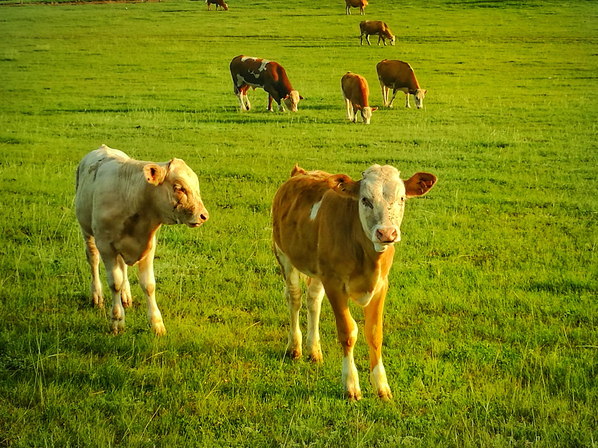 草原牧歌——内蒙古上都蓝旗草原牧场|内蒙古|蓝旗|牧歌_新浪新闻