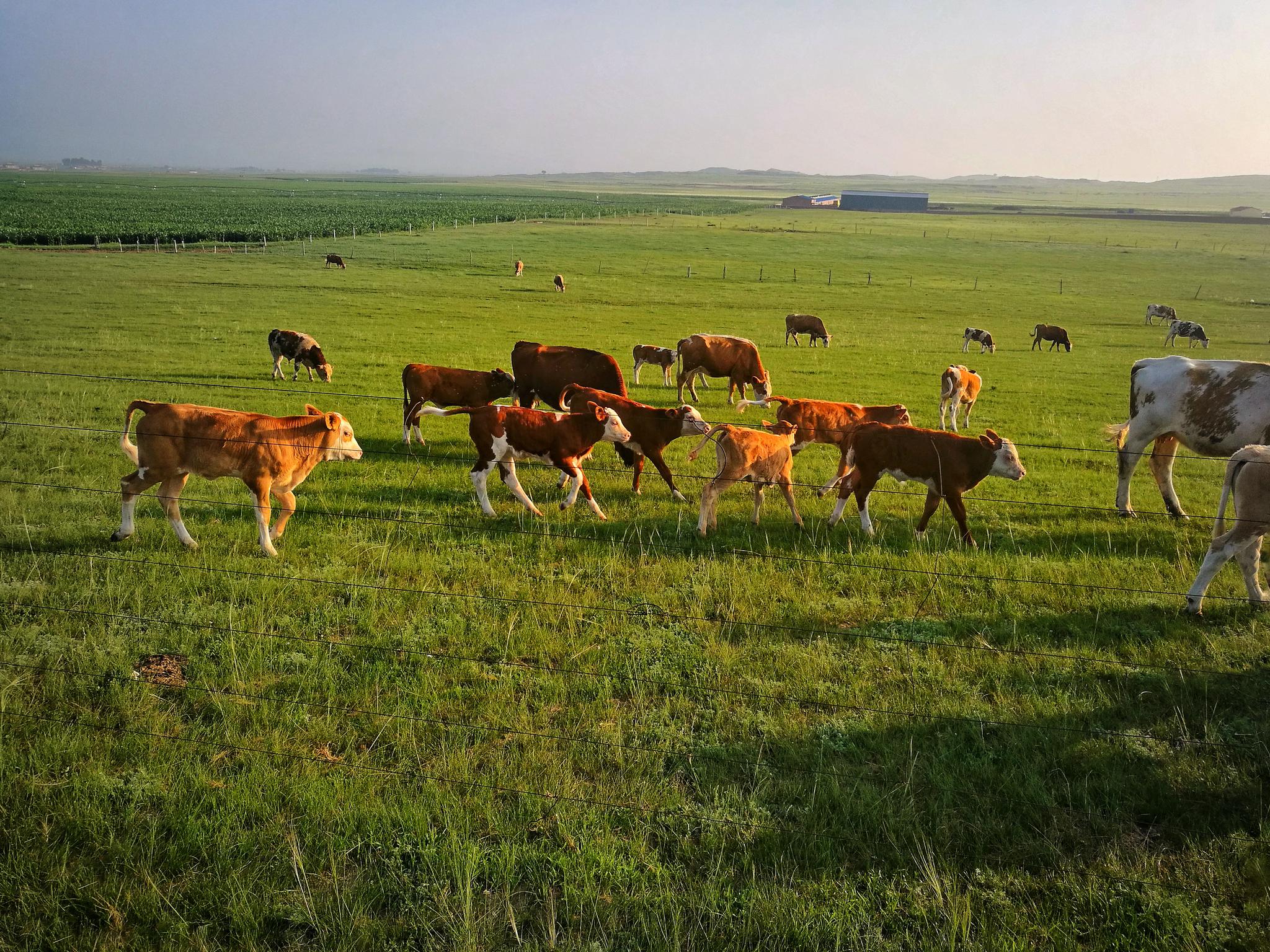 风吹草低见牛羊摄于内蒙古上都蓝旗草原牧场