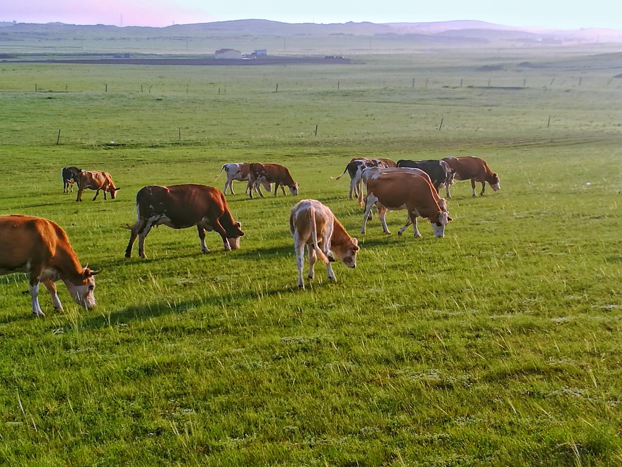 草原牧歌——内蒙古上都蓝旗草原牧场|内蒙古|蓝旗|牧歌_新浪新闻
