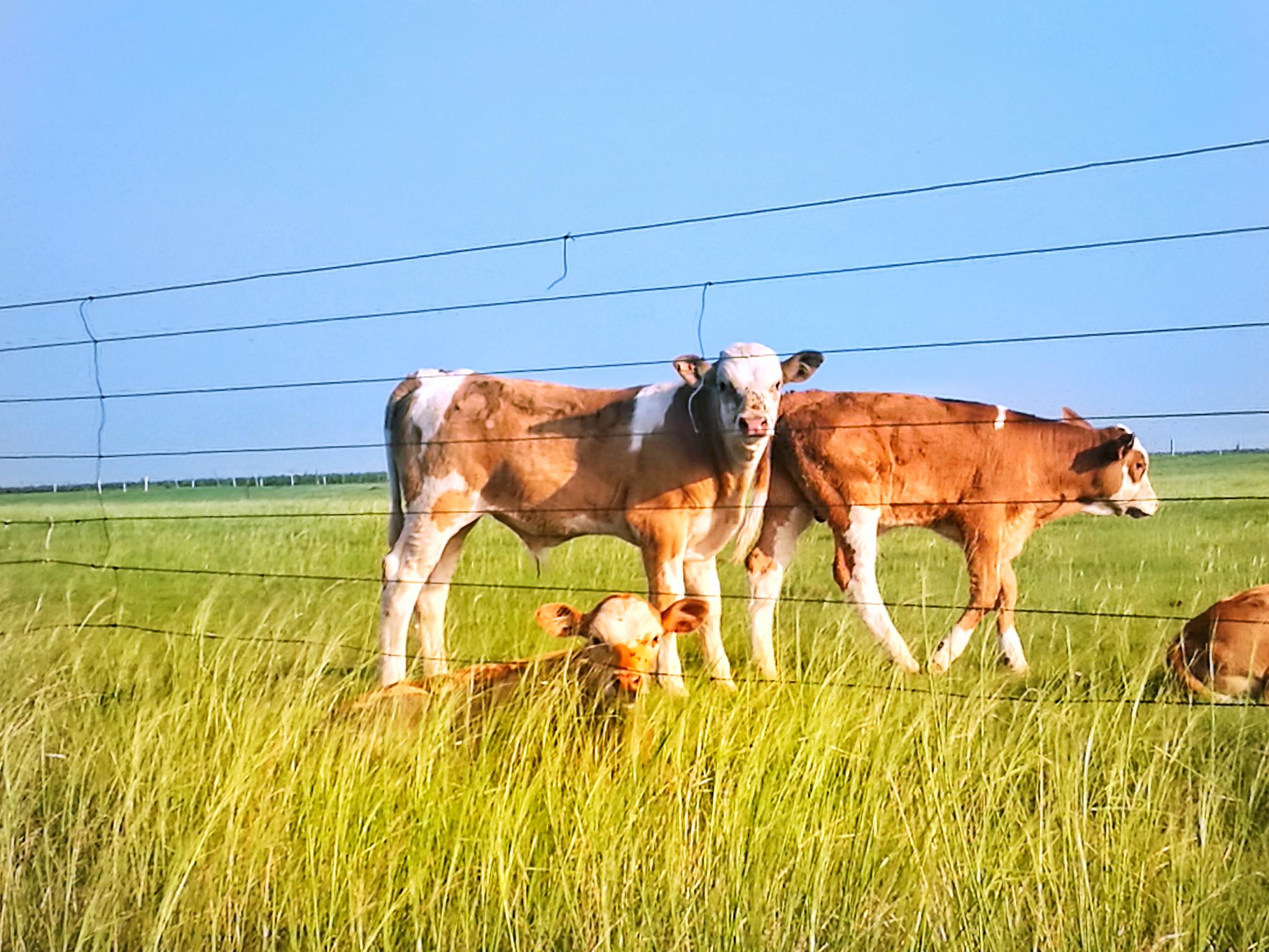 风吹草低见牛羊摄于内蒙古上都蓝旗草原牧场