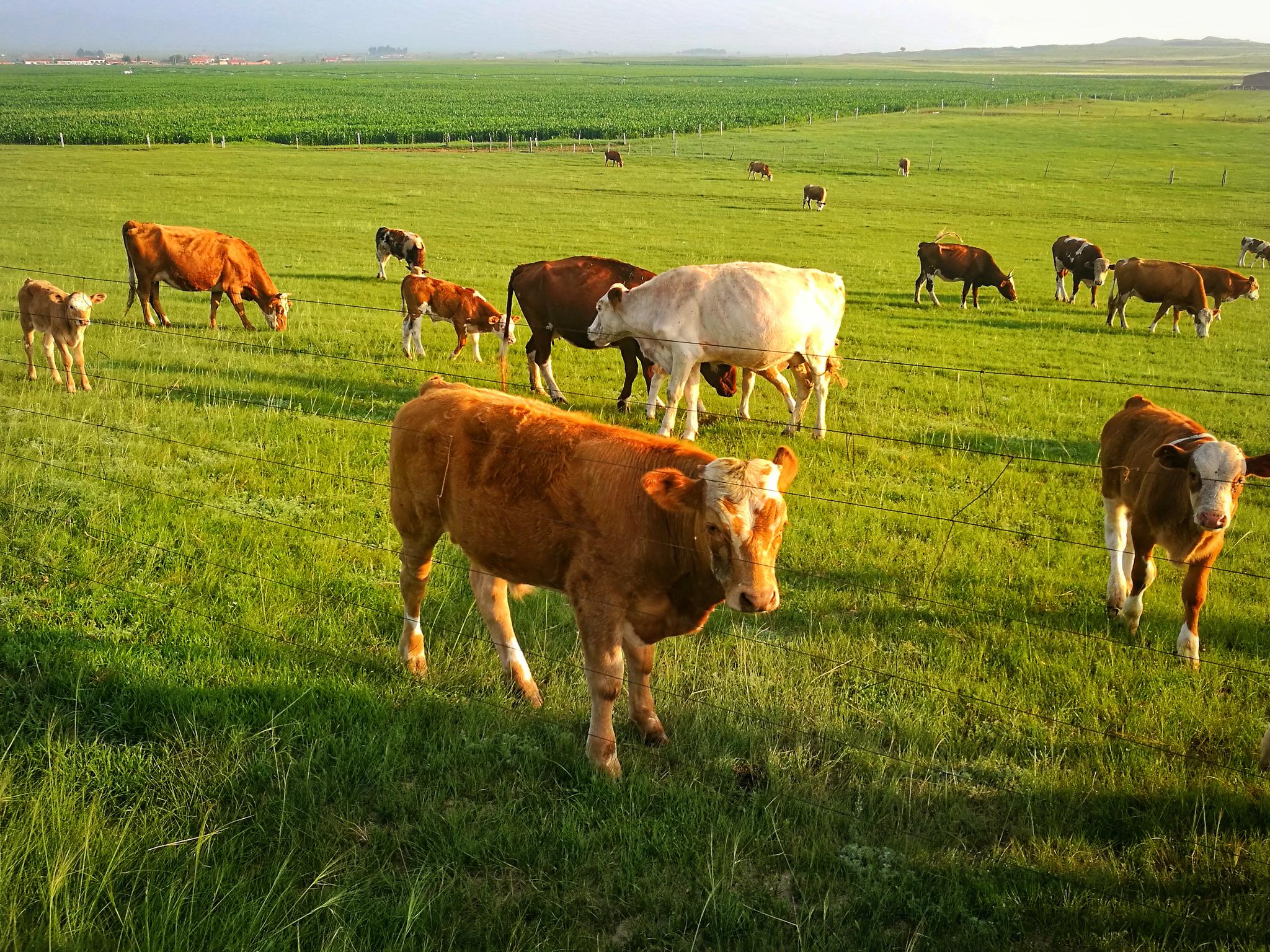 草原牧歌——内蒙古上都蓝旗草原牧场