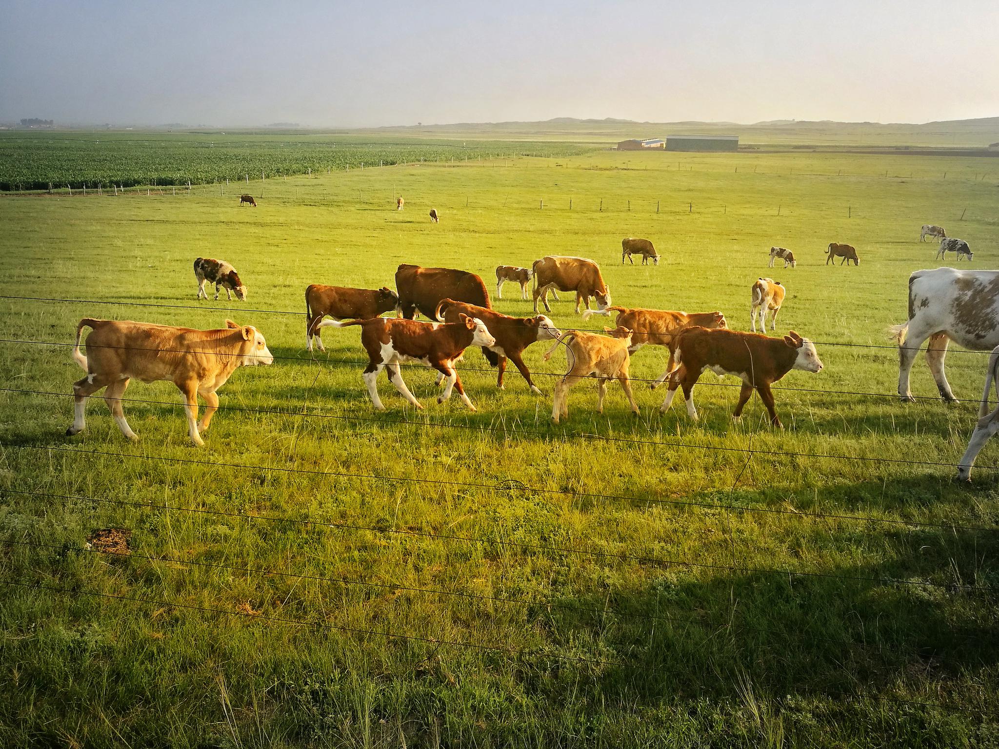 草原牧歌——内蒙古上都蓝旗草原牧场