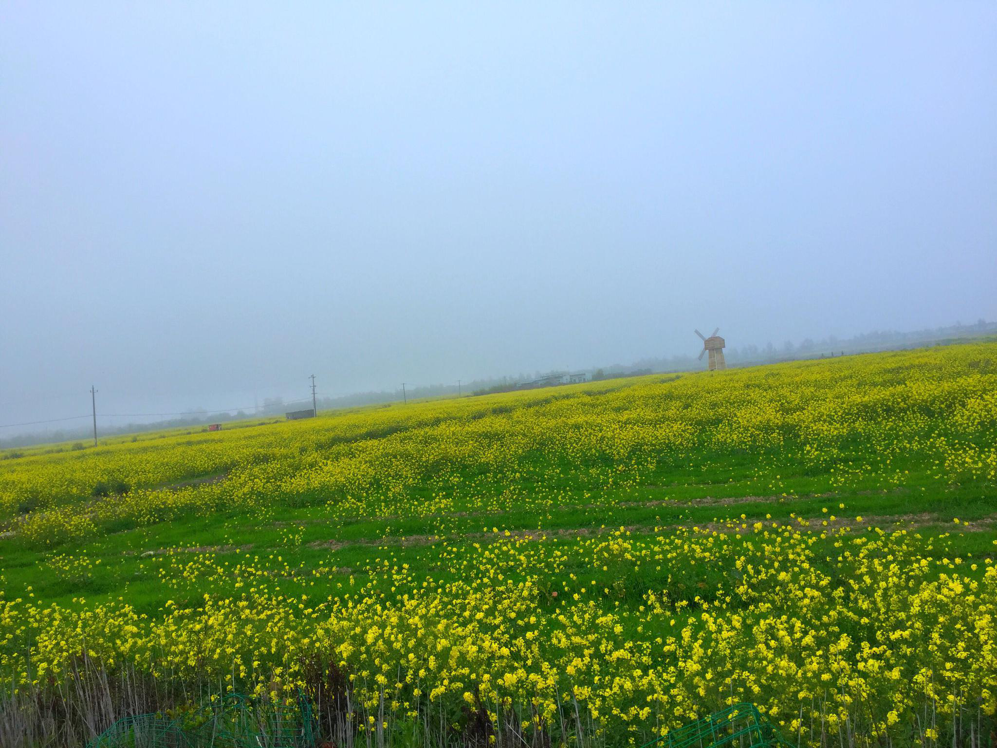 东海塘油菜花】人生恰如三月花,倾我一生一世念