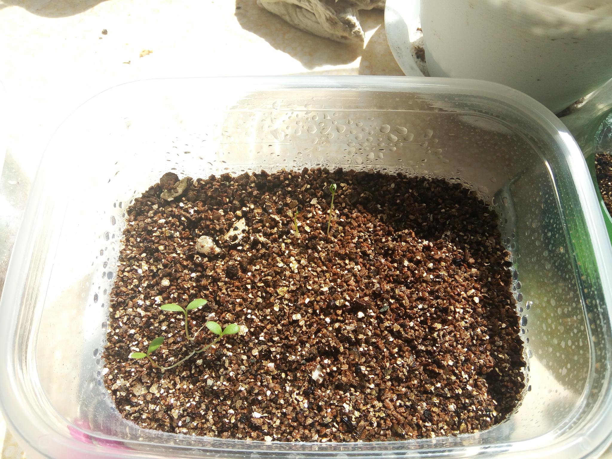 今天播种了长春花种子给自己未来的惊喜埋下惊喜