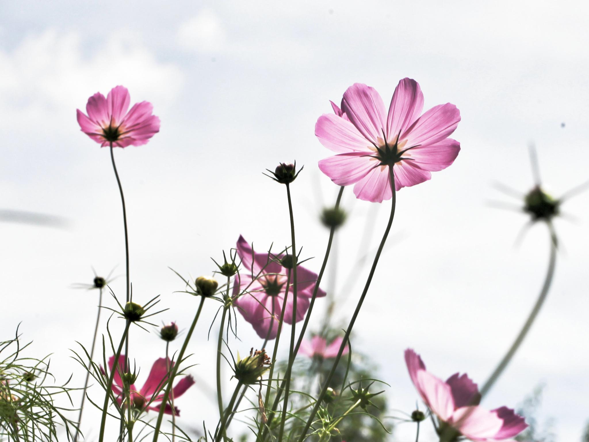 波斯菊多色小花