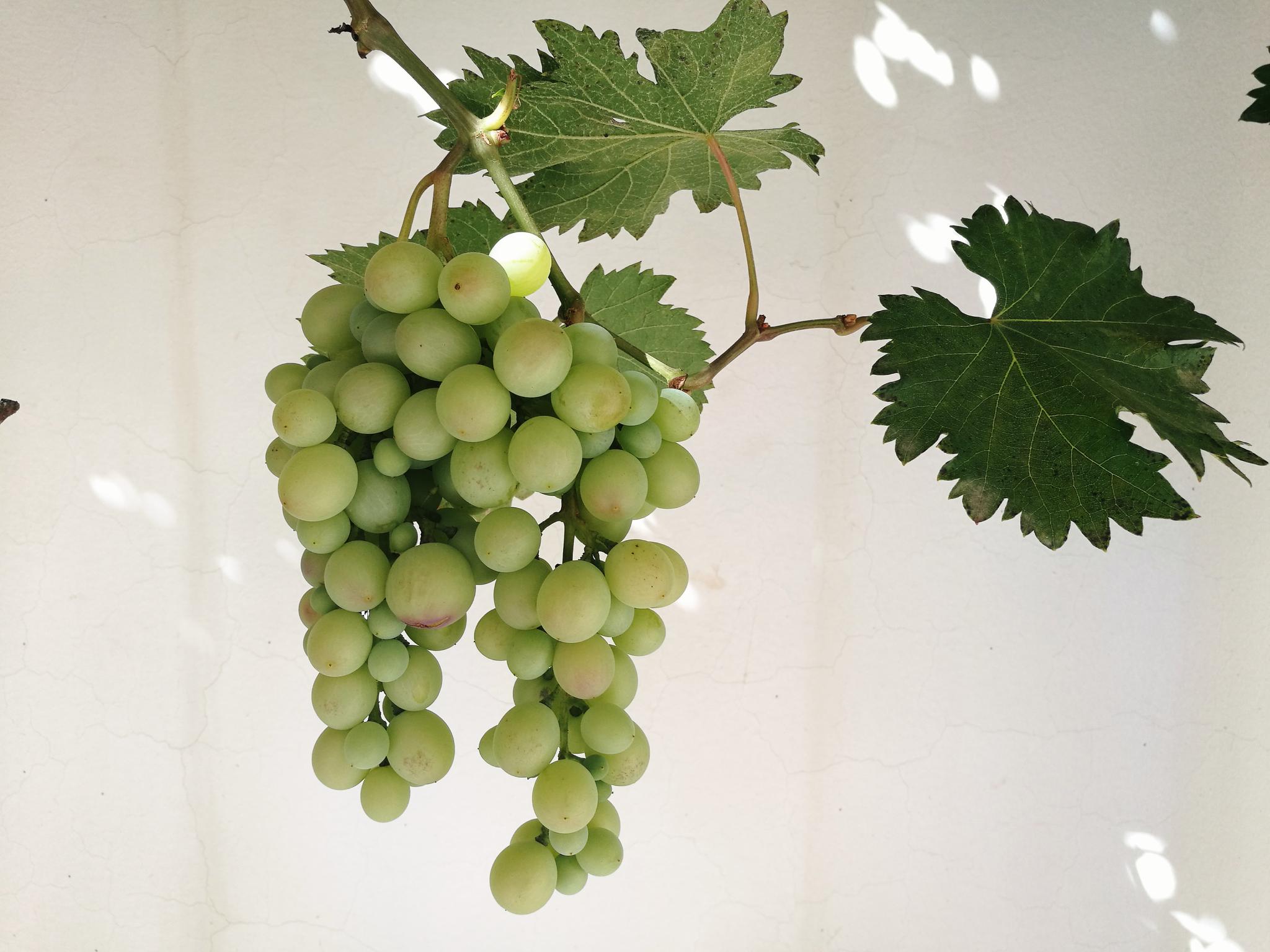 秋天到葡萄熟了