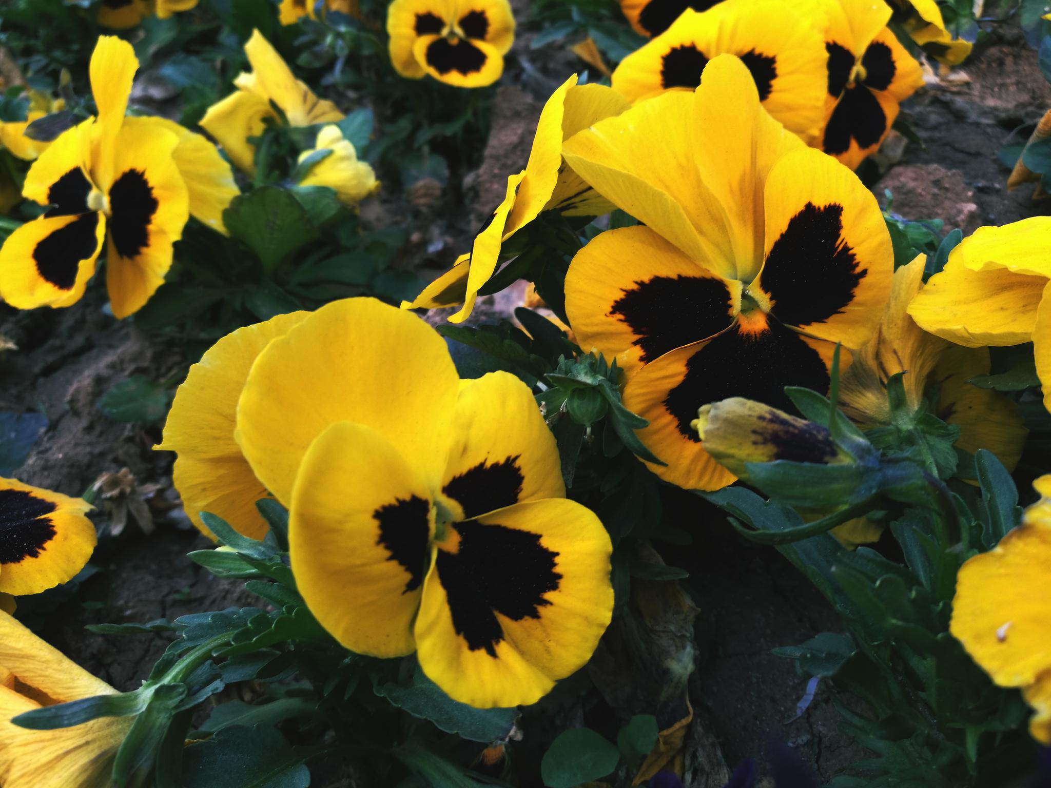 【植物摄影】三色堇