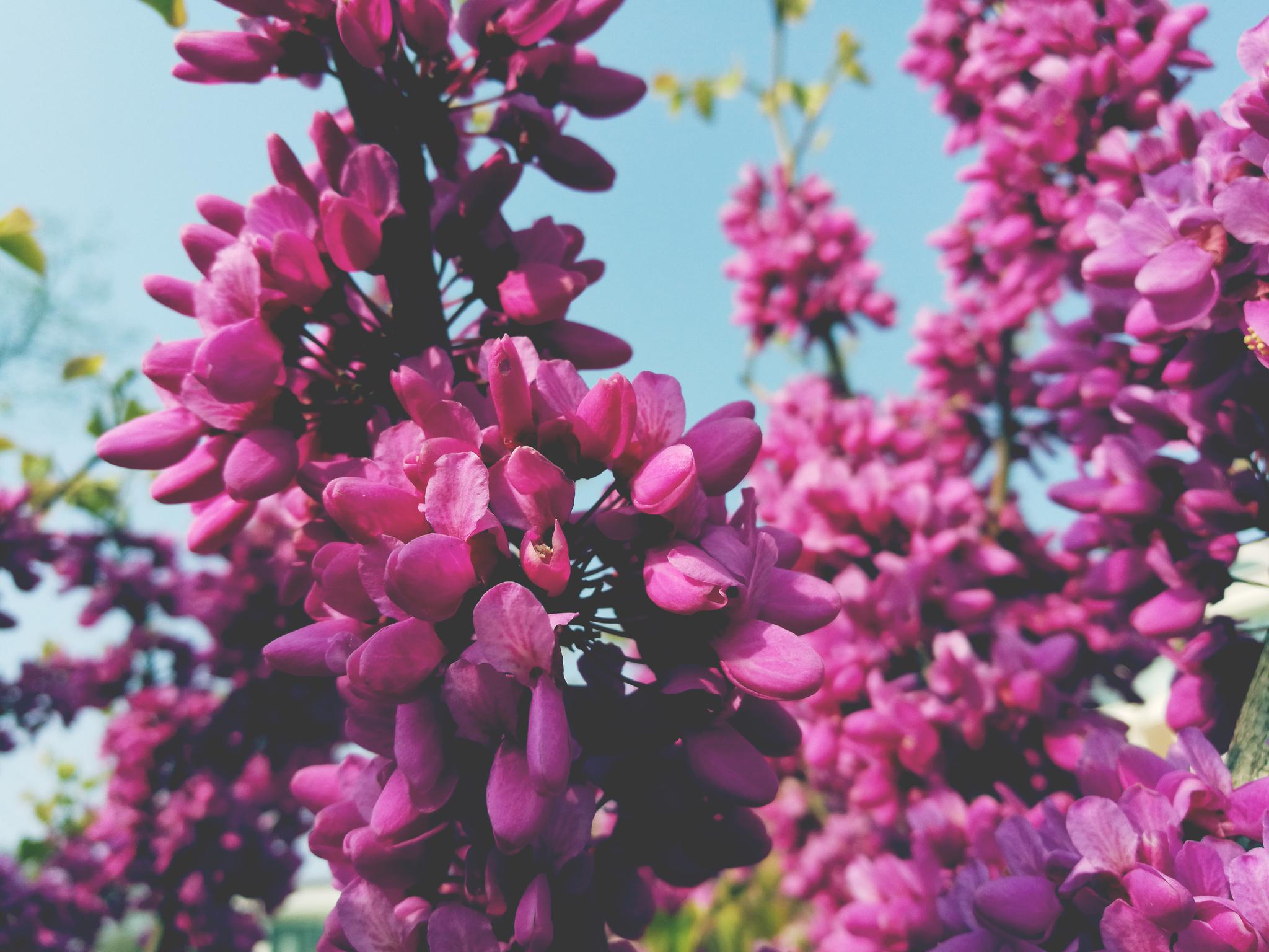 【植物摄影】紫荆