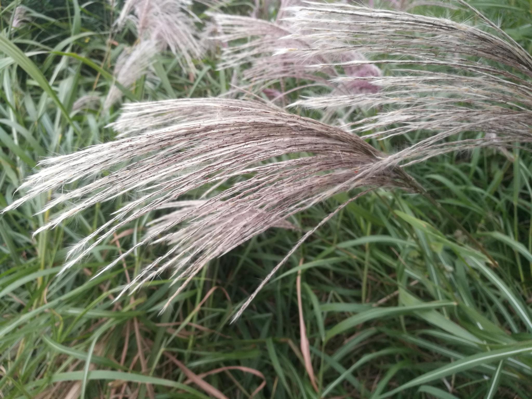 红柴美随风起舞