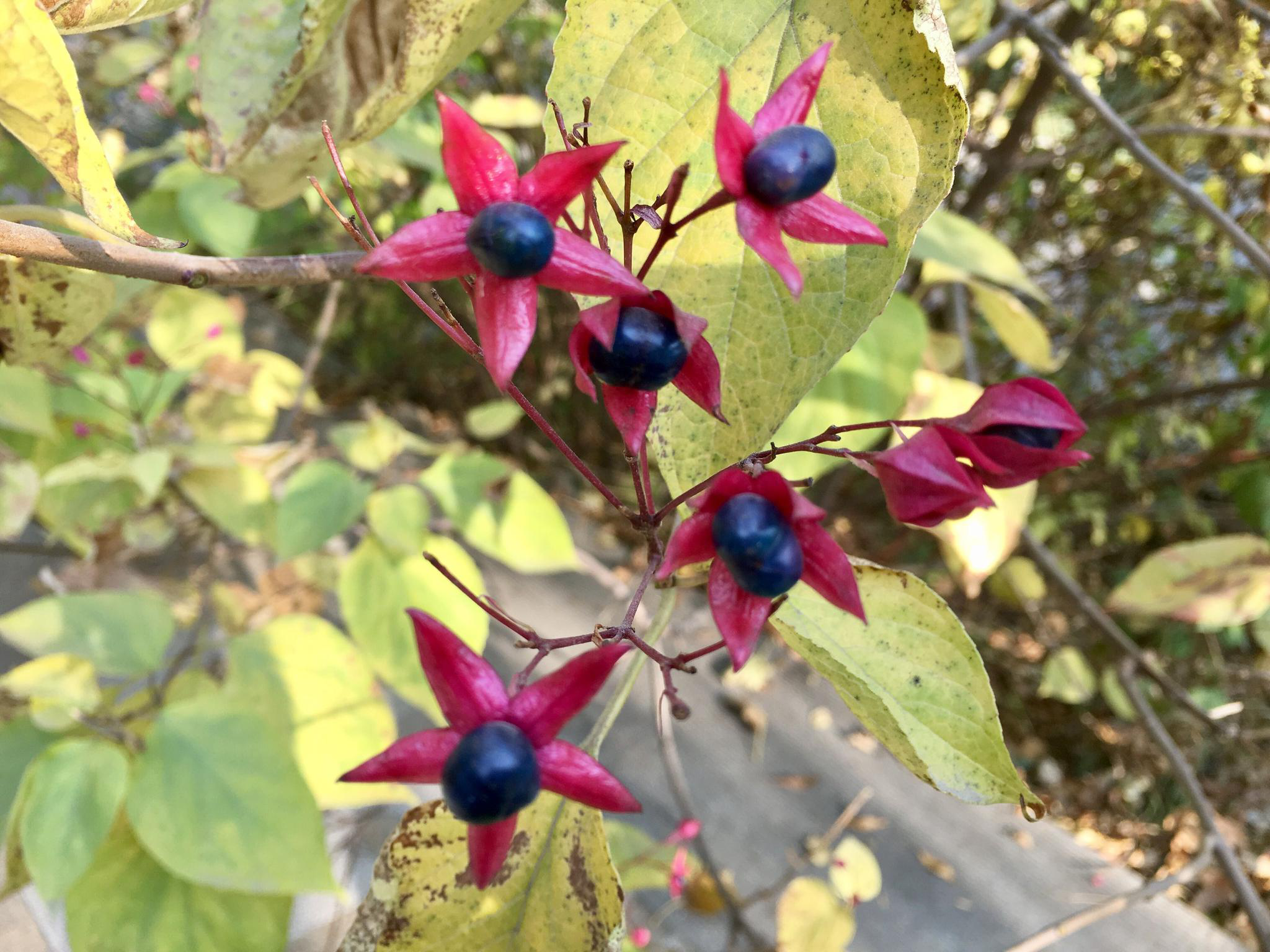 海州常山·有点香(别名:八角梧桐)