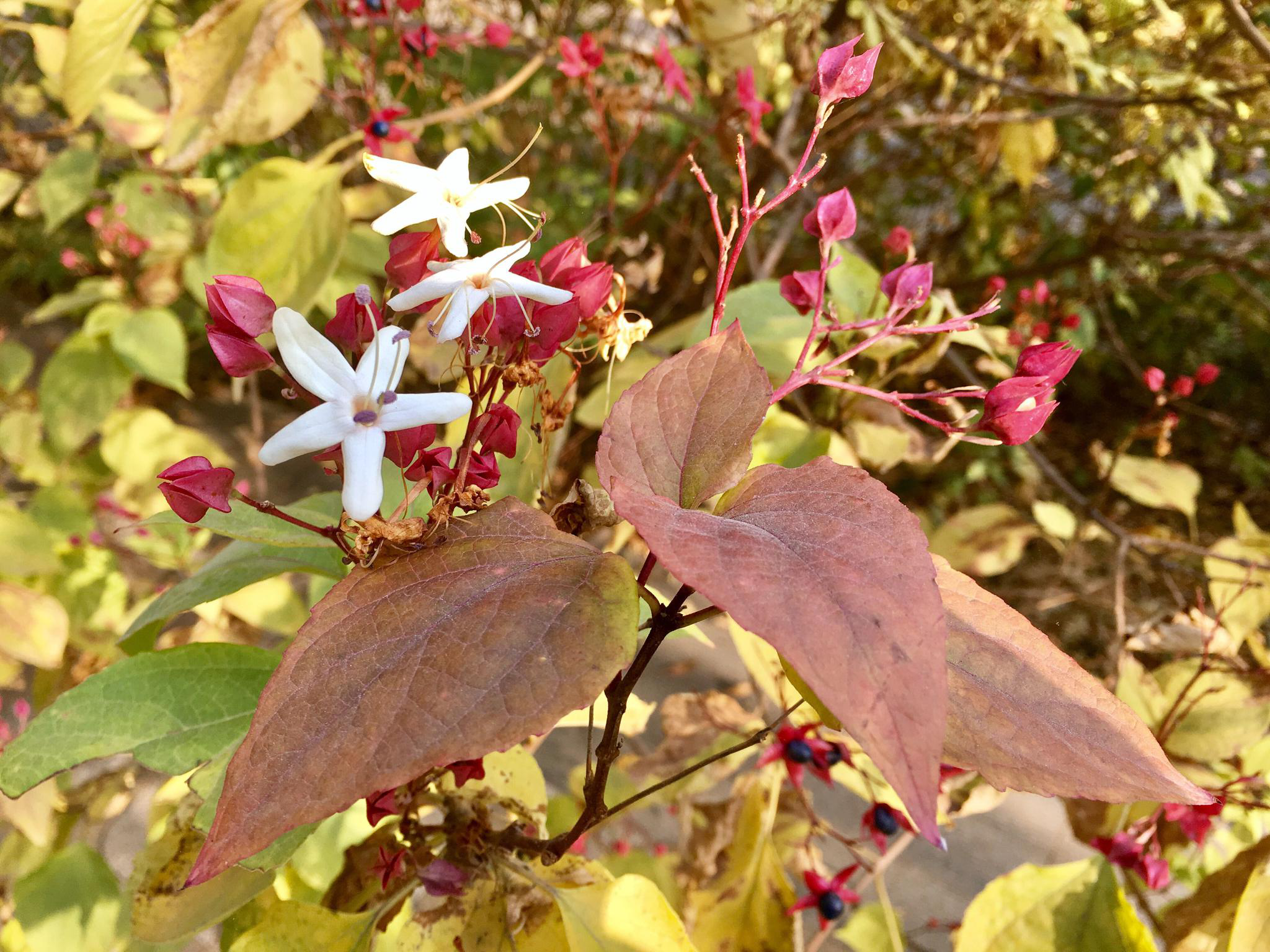 海州常山有点香别名八角梧桐